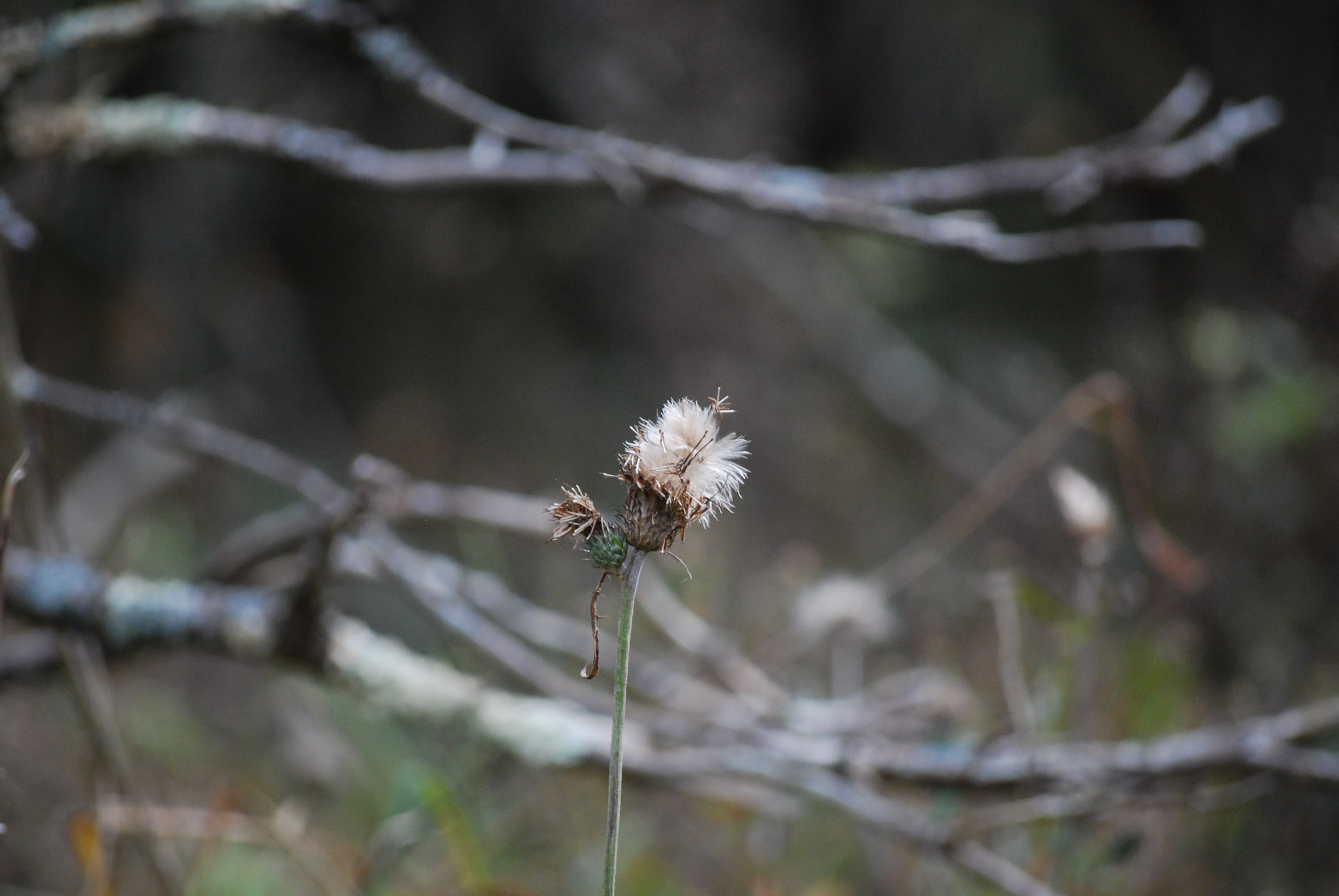 Nikon D40X sample photo