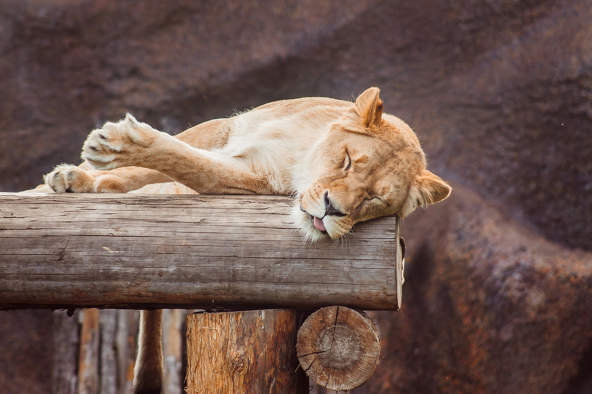 Sony DT 55-200mm F4-5.6 SAM sample photo. Sweet dreams photography