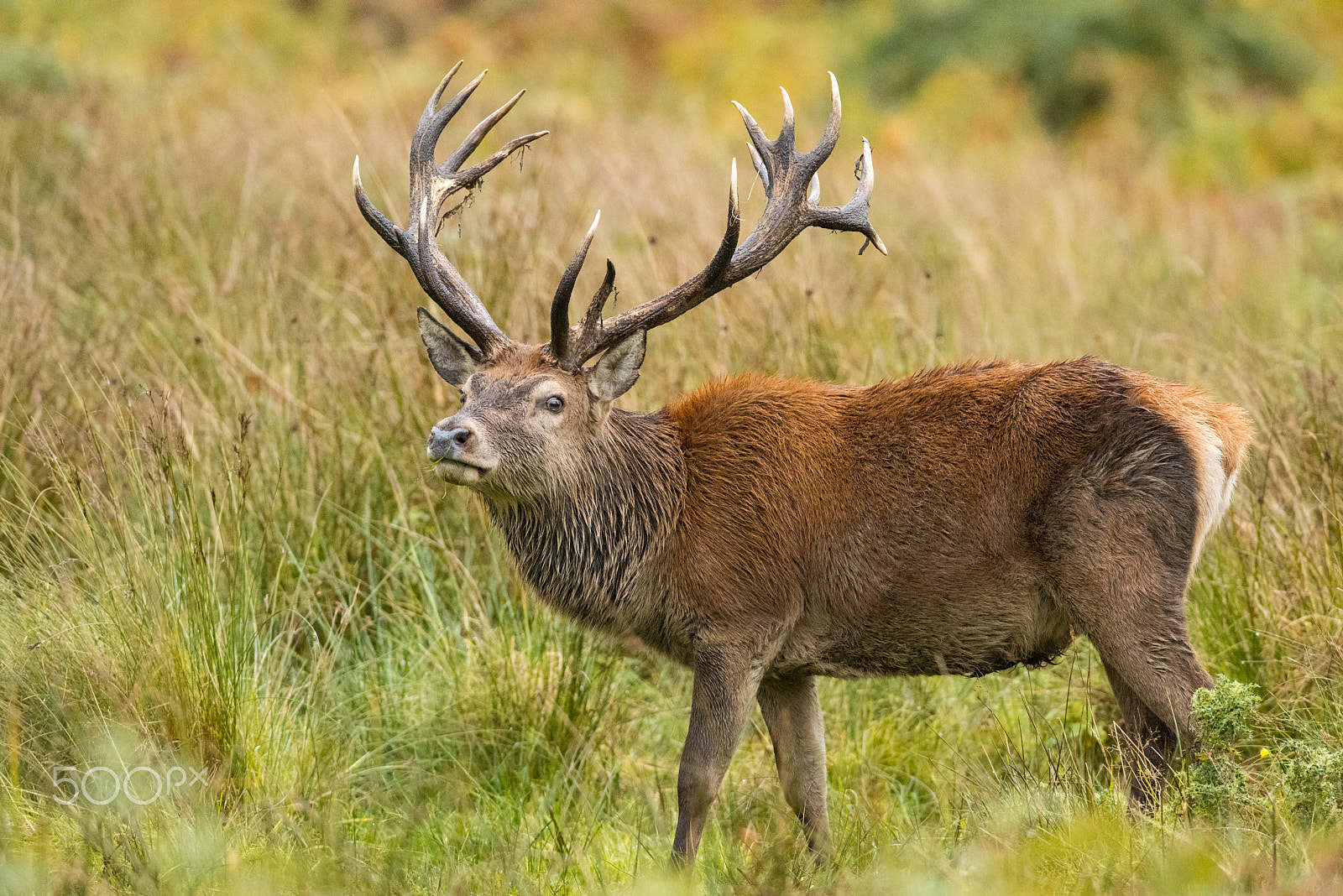 Nikon AF-S Nikkor 300mm F2.8G ED VR II sample photo. Red deer stag photography