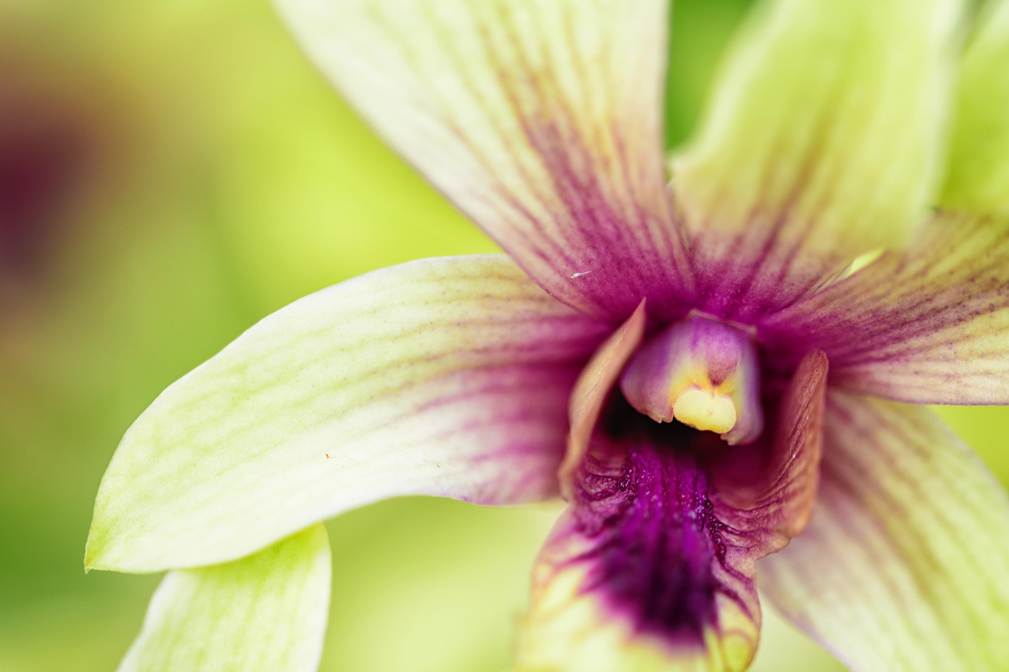 Sigma 105mm F2.8 EX DG OS HSM sample photo. Orchid photography