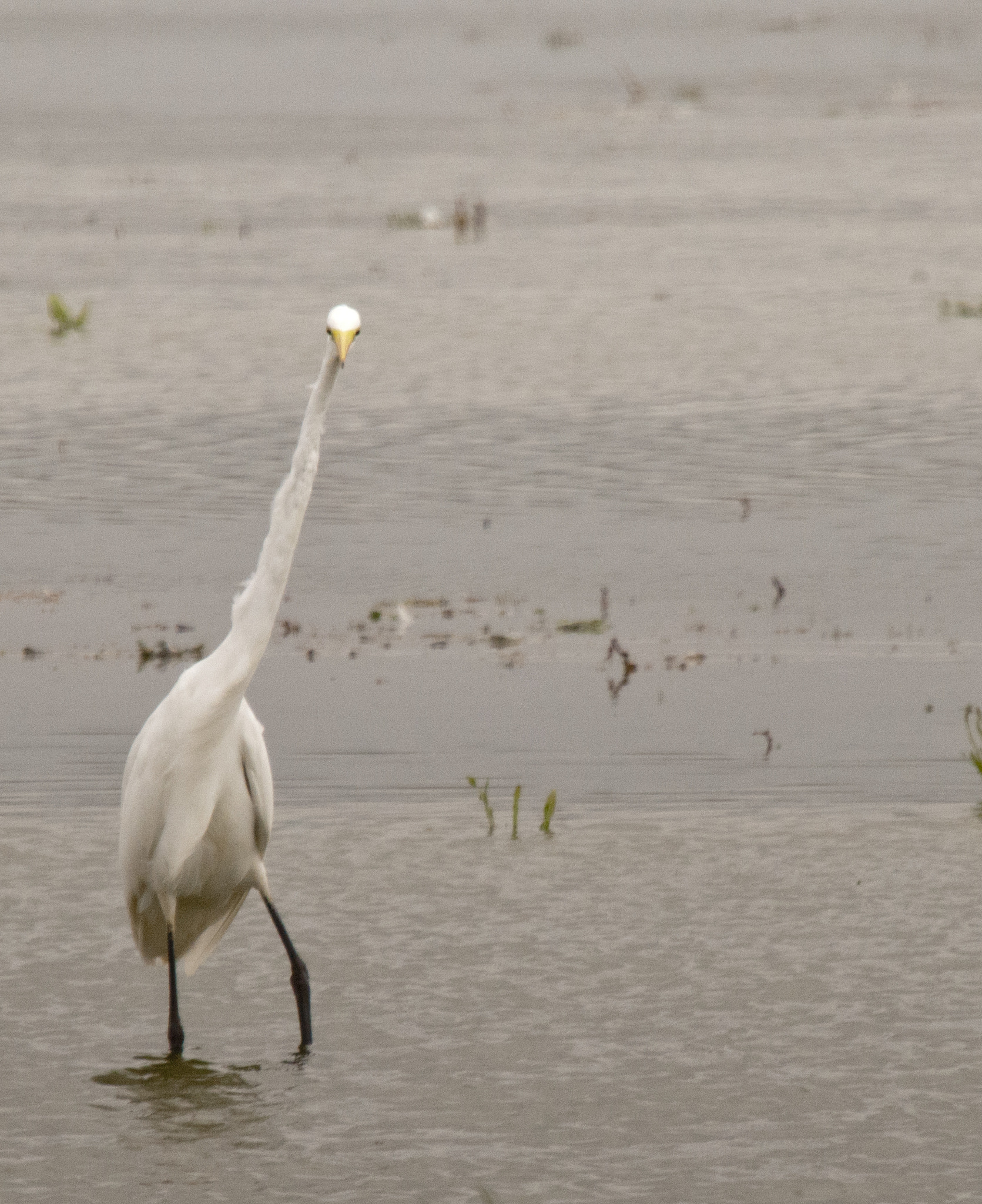 Sigma 120-400mm F4.5-5.6 DG OS HSM sample photo. A little bit stretching before the real action photography