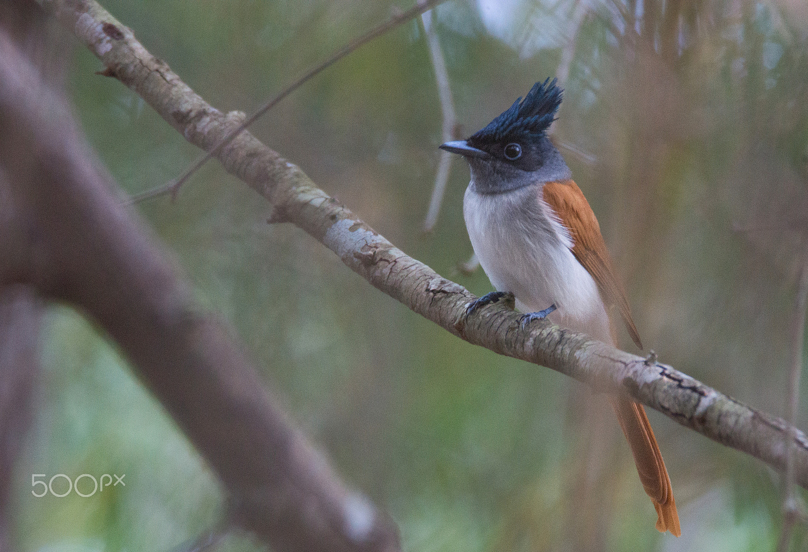 Sony SLT-A65 (SLT-A65V) + Tamron SP 150-600mm F5-6.3 Di VC USD sample photo. Paradise flycatcher photography