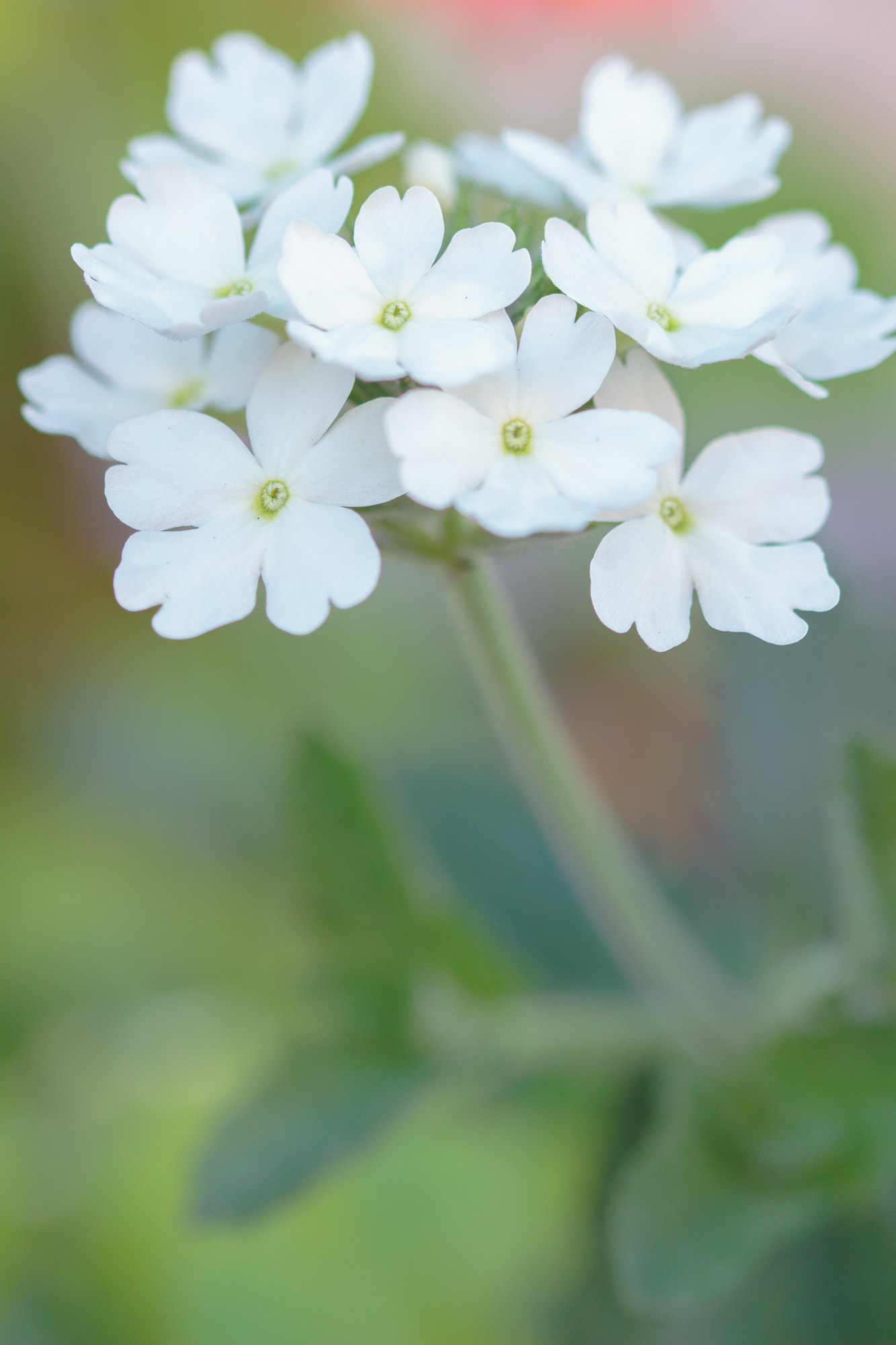 Sigma 105mm F2.8 EX DG OS HSM sample photo. Nature  photography
