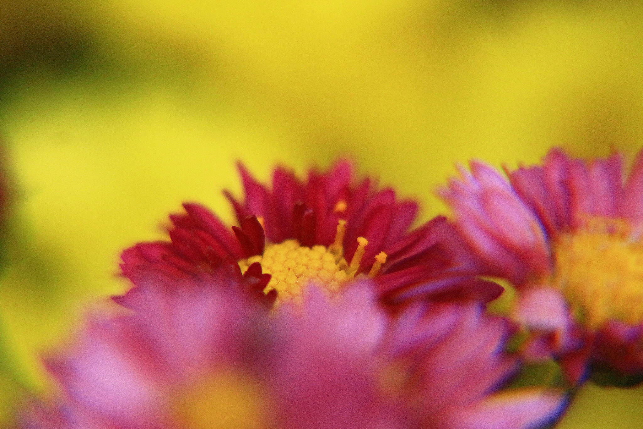 Canon EOS 650D (EOS Rebel T4i / EOS Kiss X6i) sample photo. Img photography