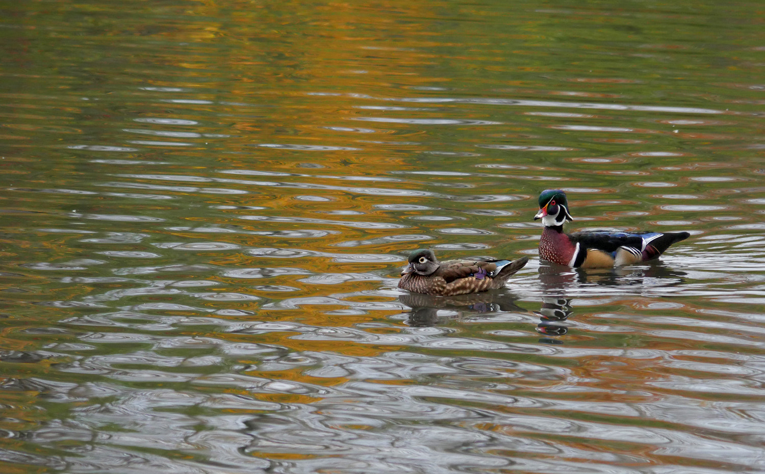 Panasonic Lumix G Vario 45-200mm F4-5.6 OIS sample photo. Fall colors reflection photography