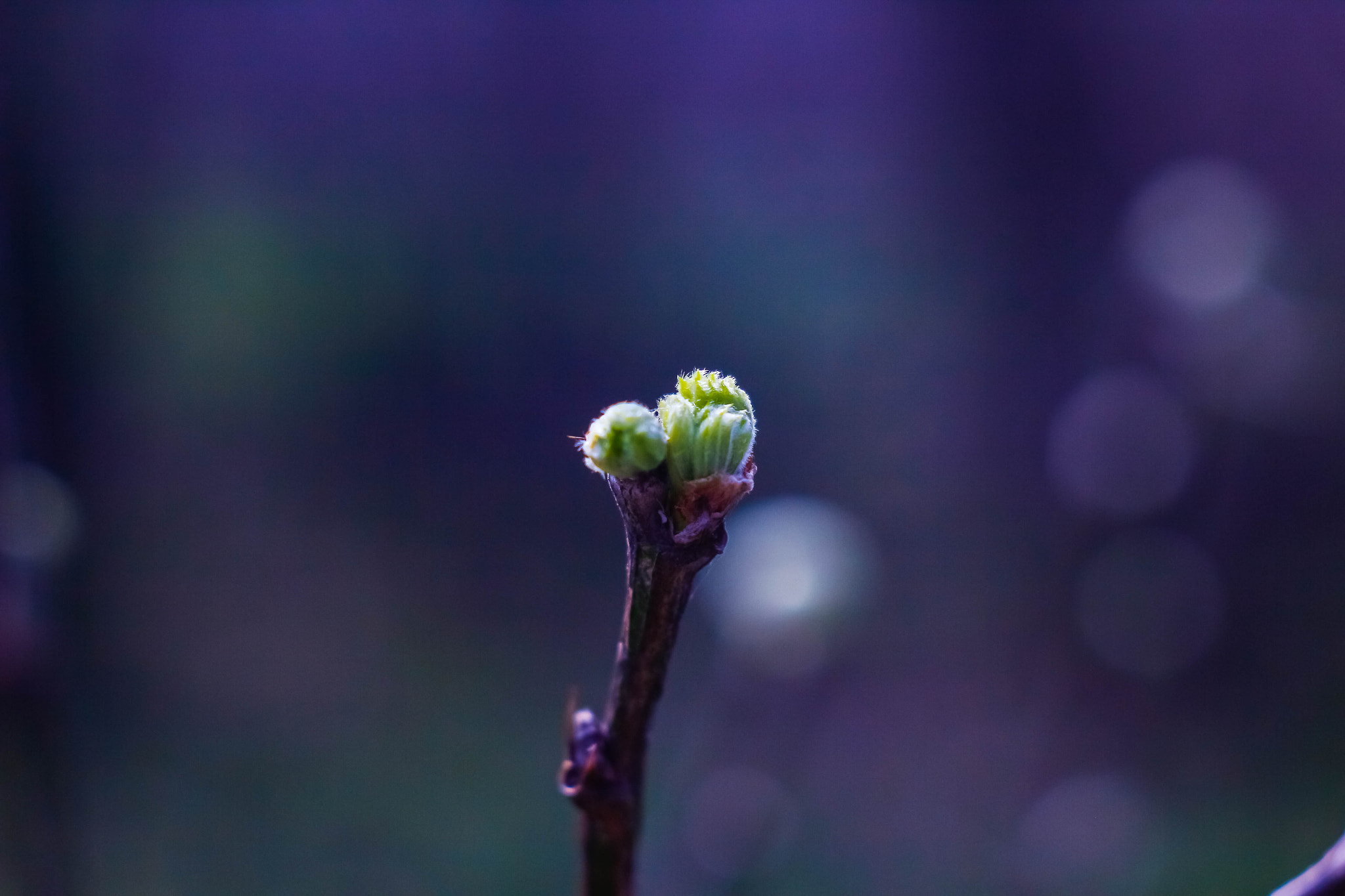 Canon EF 35-80mm f/4-5.6 sample photo. The unknown new world photography