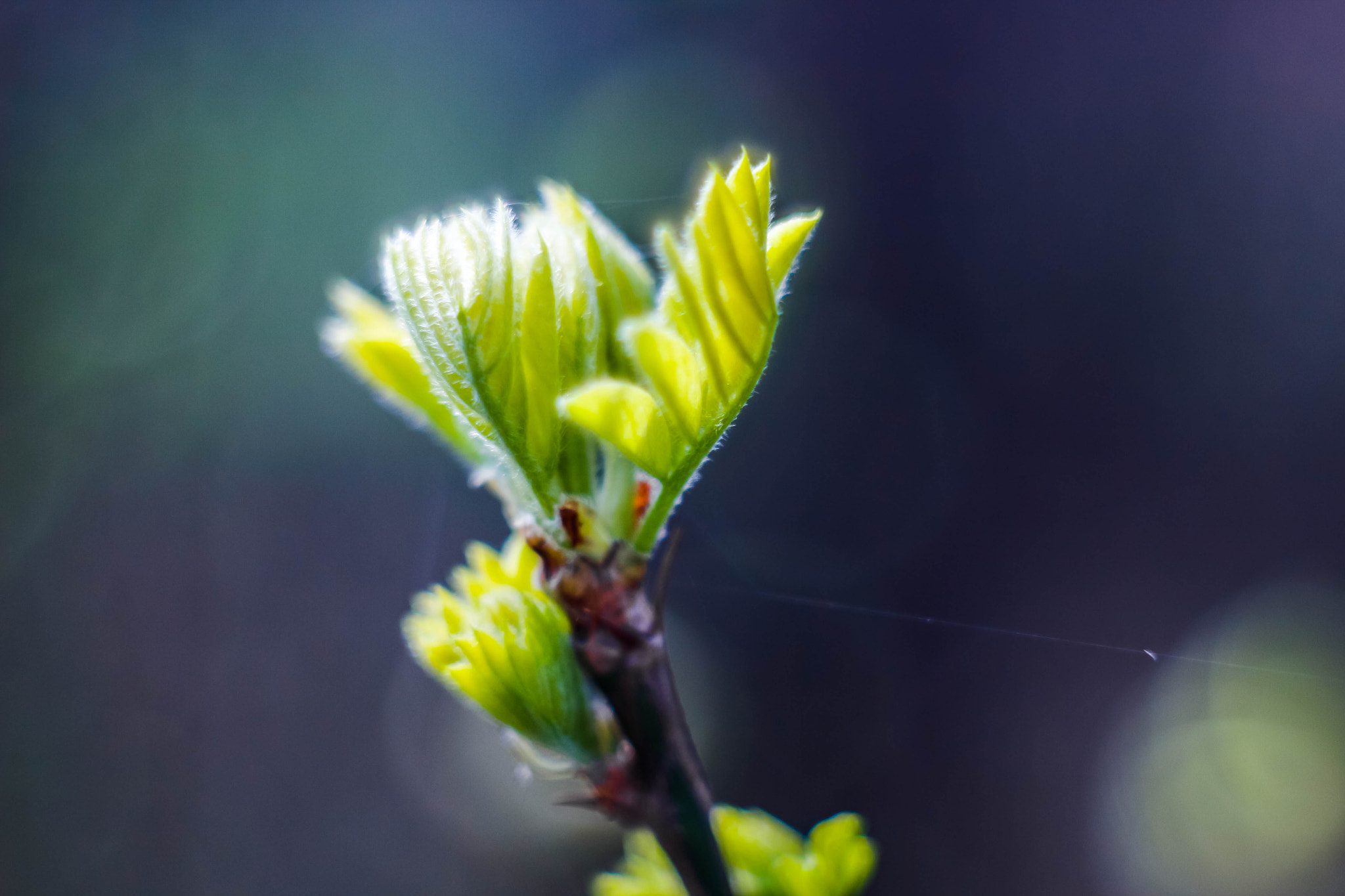 Canon EF 35-80mm f/4-5.6 sample photo. The unknown new world photography