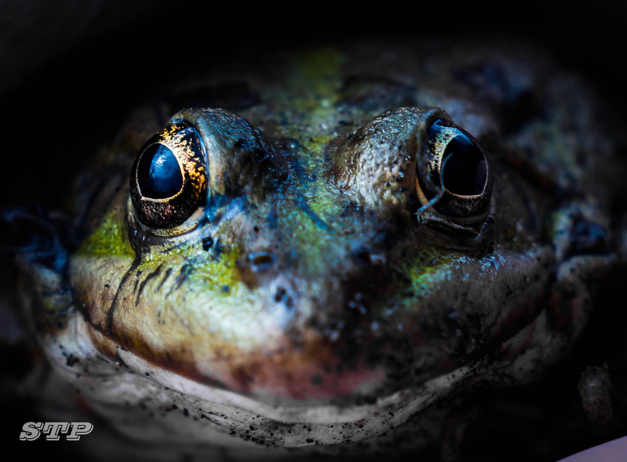 Canon EF 35-80mm f/4-5.6 sample photo. Peace frog photography