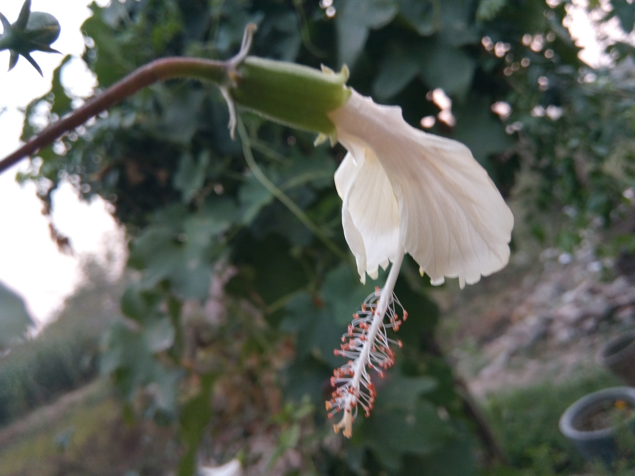 GIONEE F103 Pro sample photo