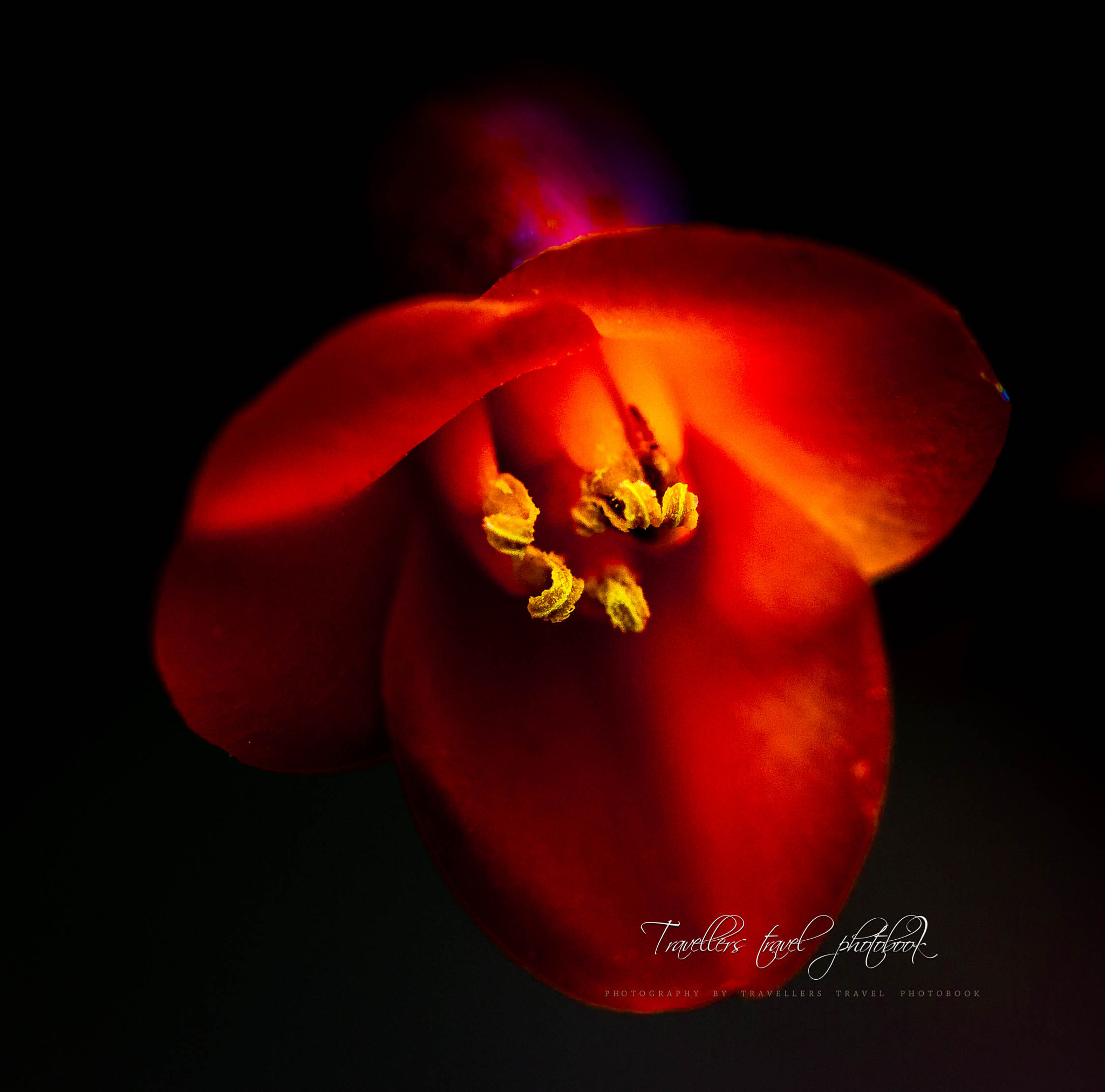 Canon EF 100mm F2.8 Macro USM sample photo. My love photography