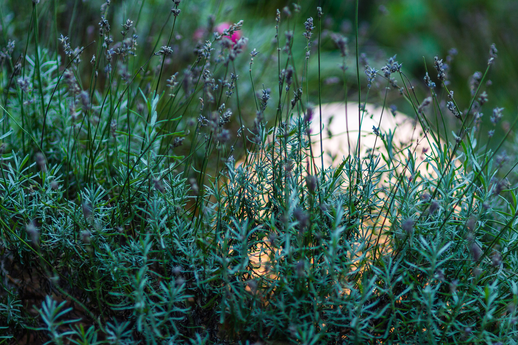 Sigma 85mm F1.4 EX DG HSM sample photo. Hidden photography