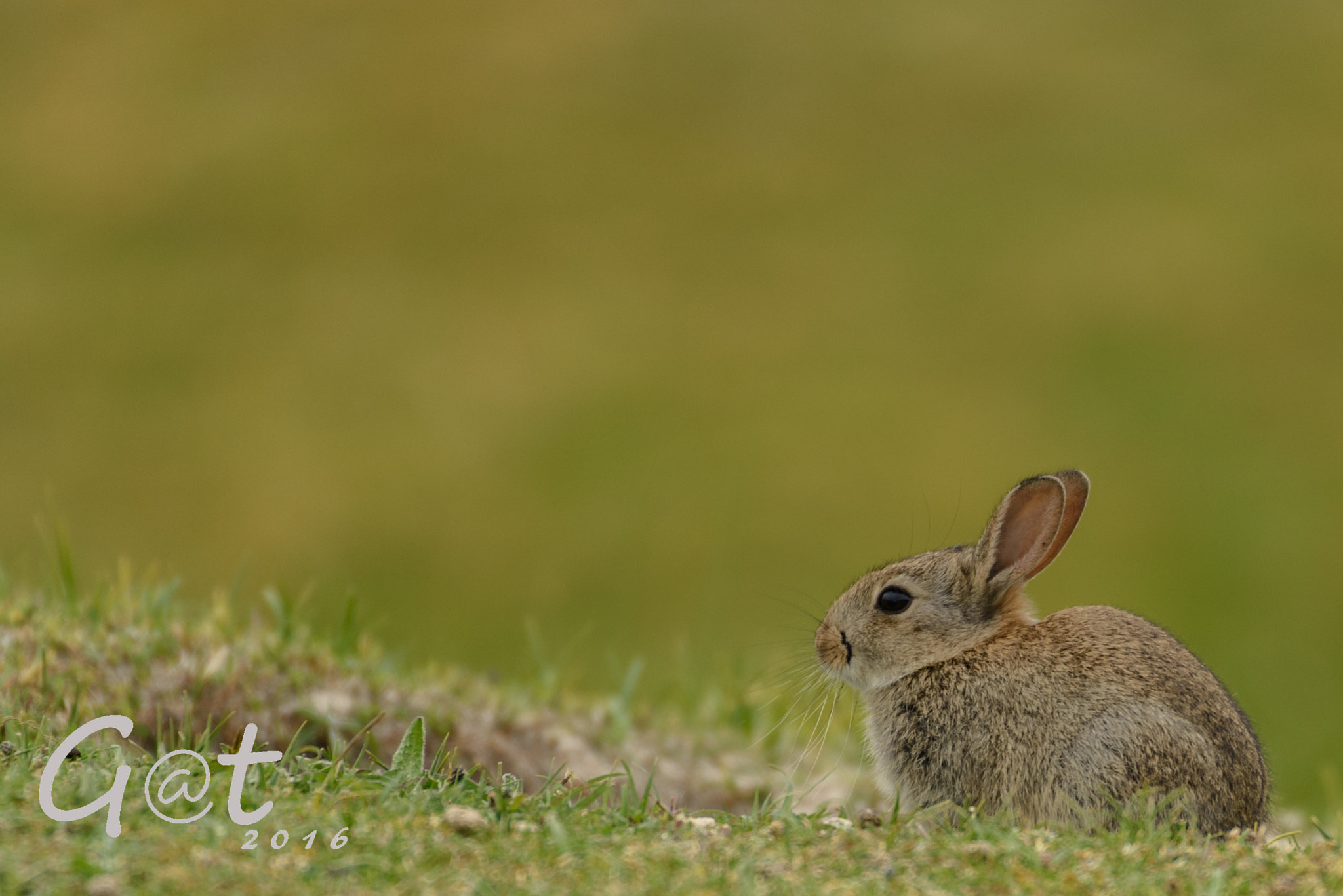 Nikon D810 + Sigma 50-500mm F4.5-6.3 DG OS HSM sample photo. Rabbit photography