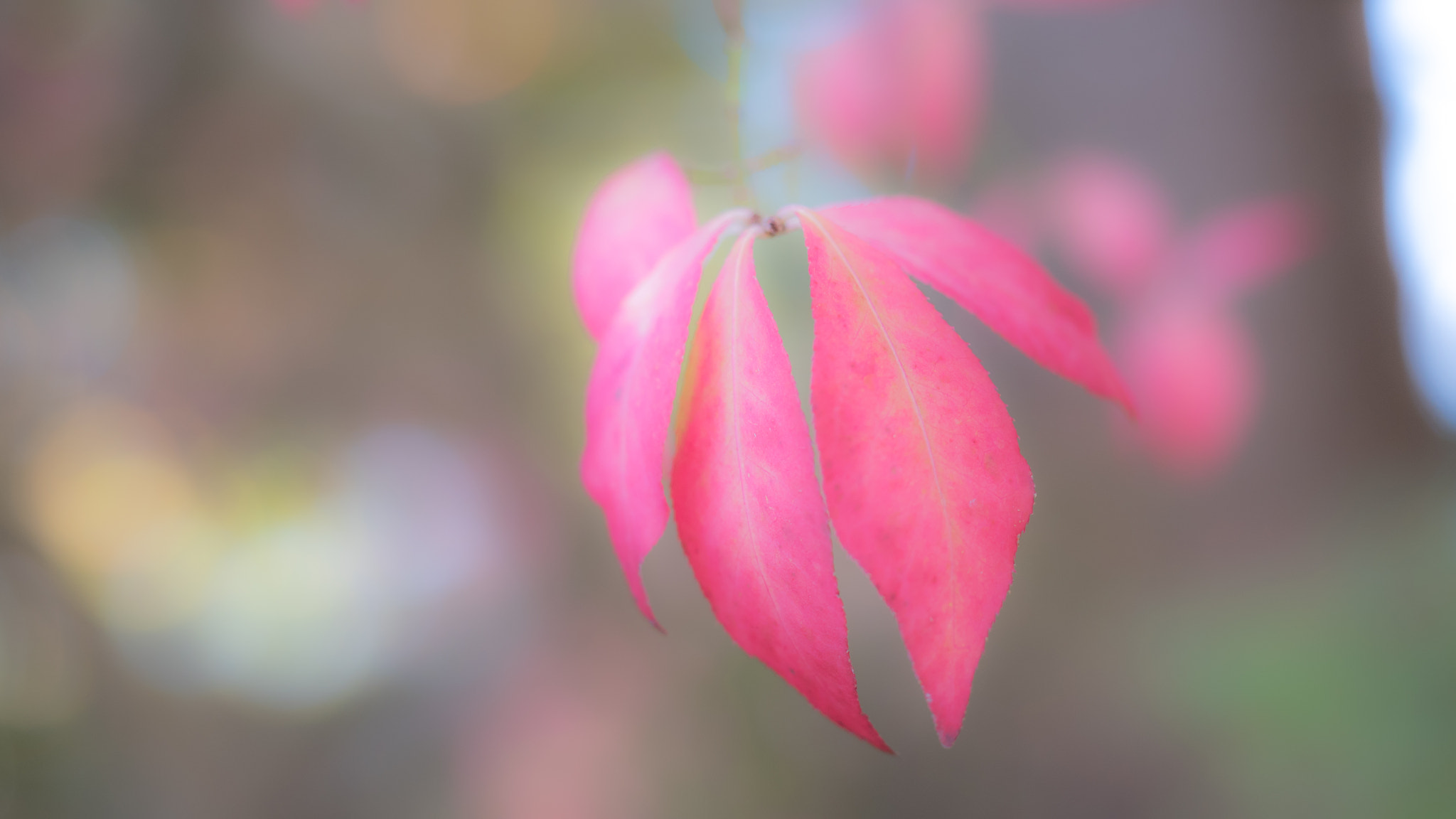 Panasonic Lumix DMC-GH4 + Olympus M.Zuiko Digital ED 12-40mm F2.8 Pro sample photo. Leaves photography