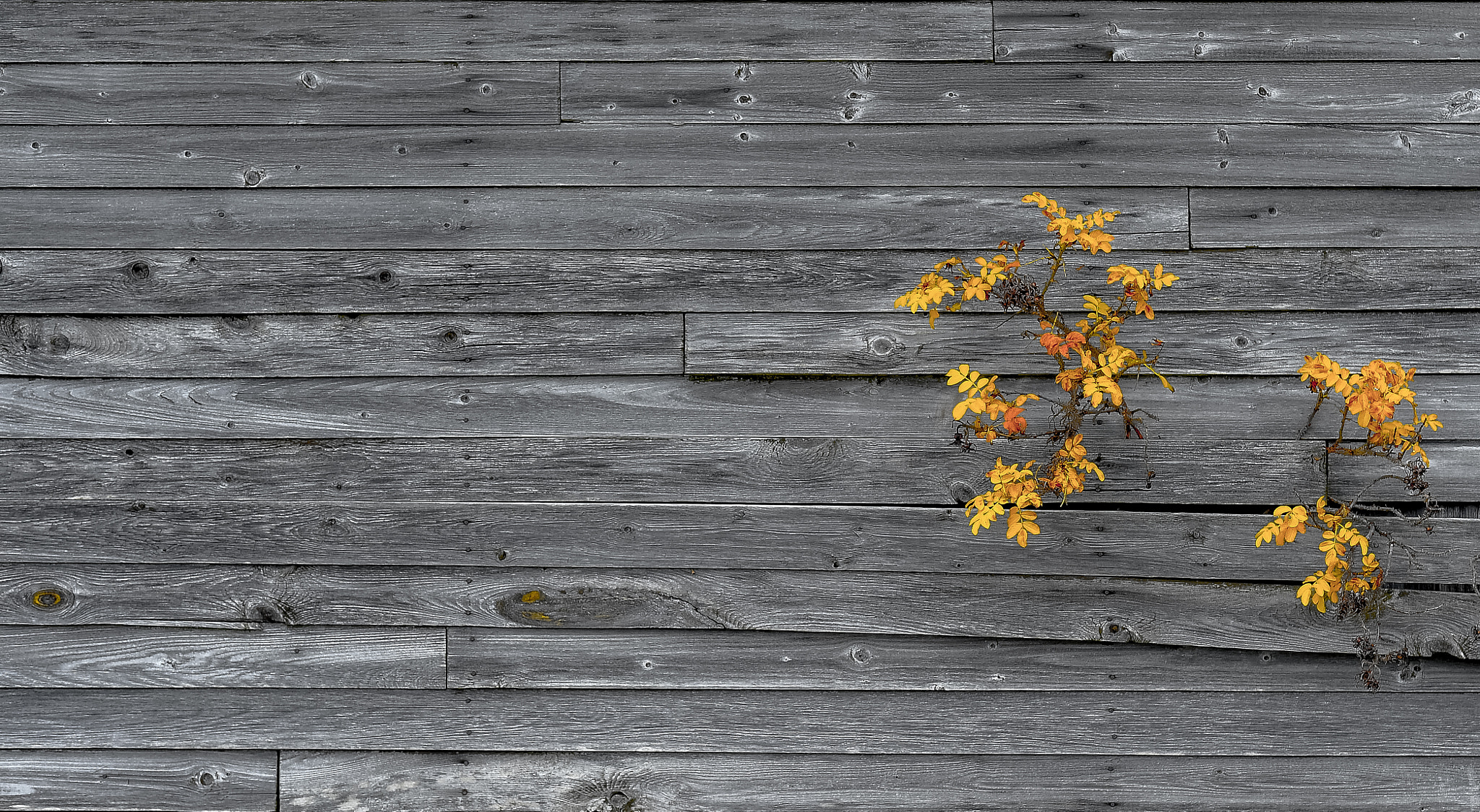 Tamron SP 70-200mm F2.8 Di VC USD sample photo. Autumn photography