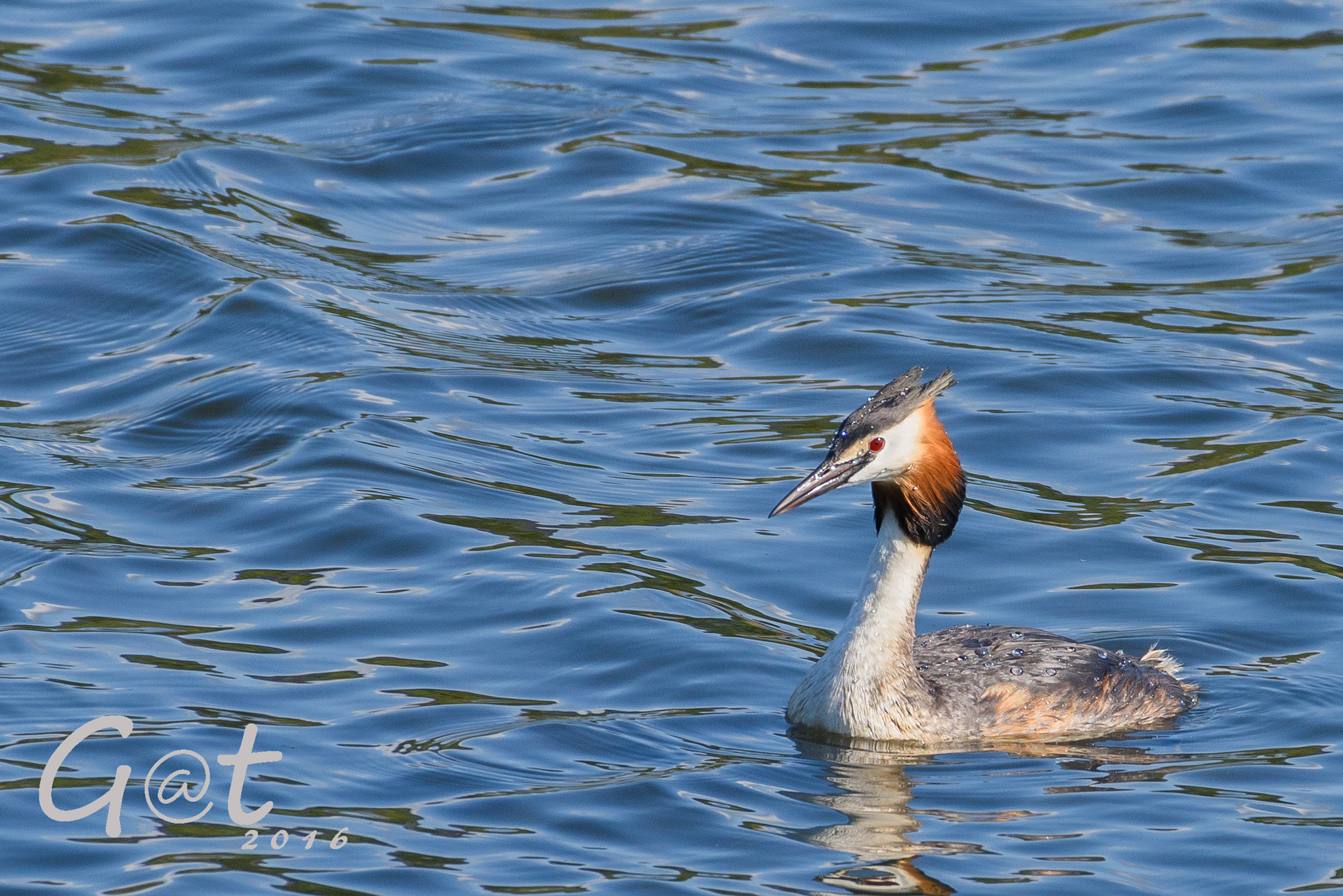 Sigma 50-500mm F4.5-6.3 DG OS HSM sample photo. Great crested grebe photography