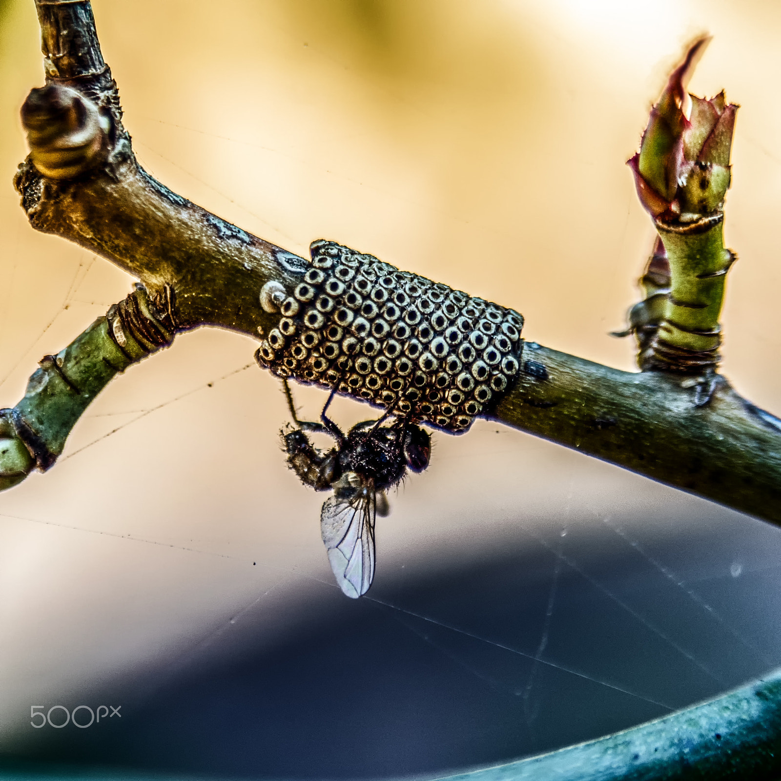 AF Zoom-Nikkor 28-105mm f/3.5-4.5D IF sample photo. No trespassers photography