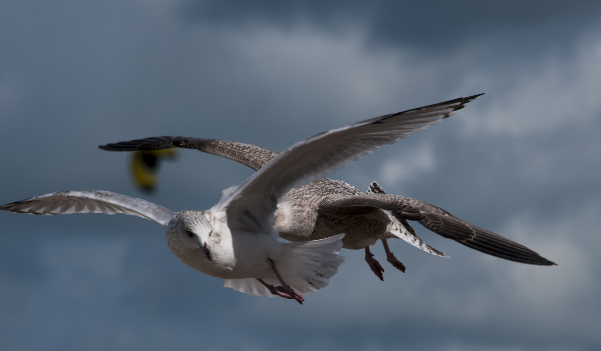 Nikon D300 sample photo. Drop with'in 5 seconds! aye sir. photography