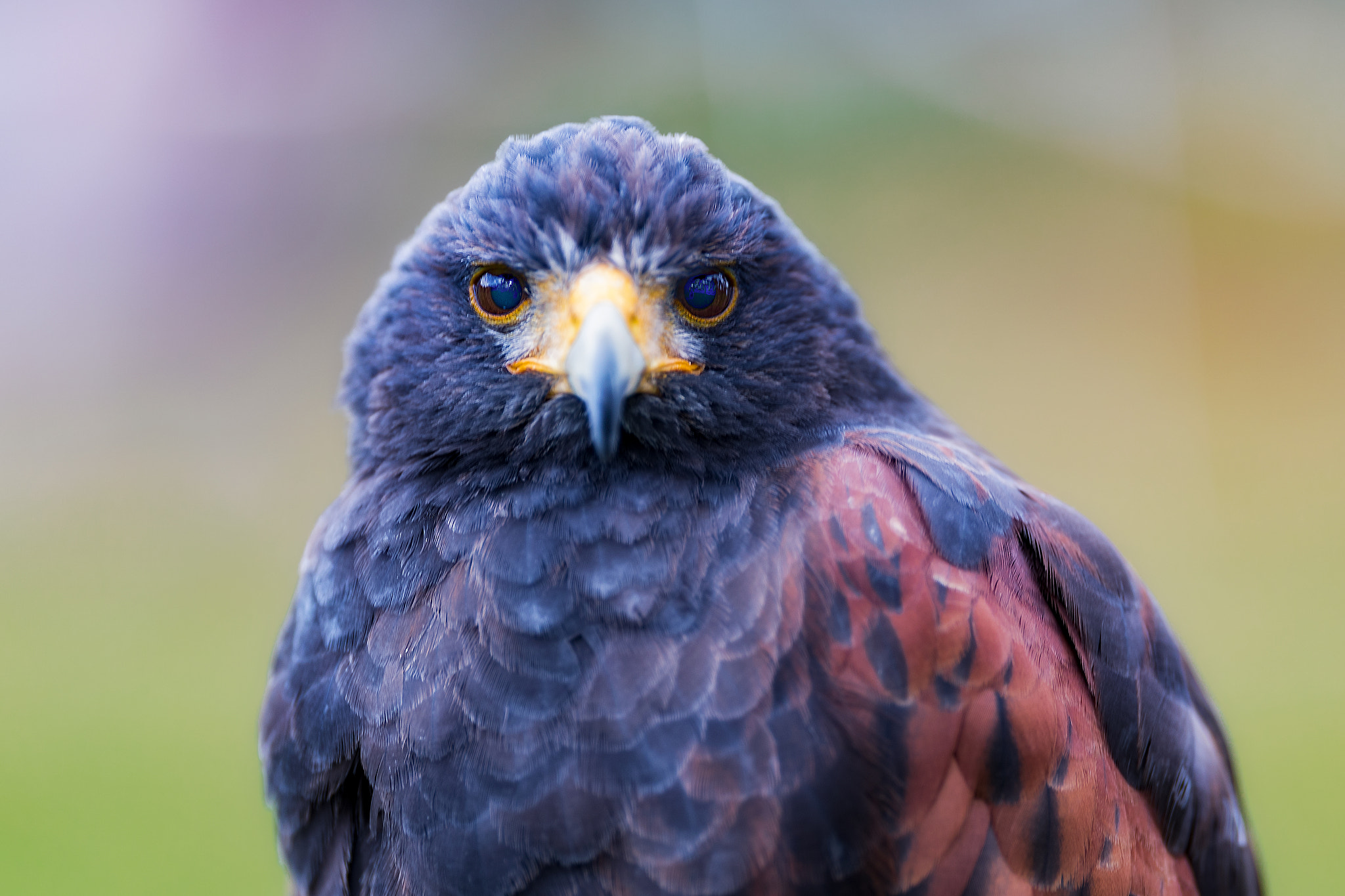 Canon EF 200mm F2L IS USM sample photo. Hawk...... photography