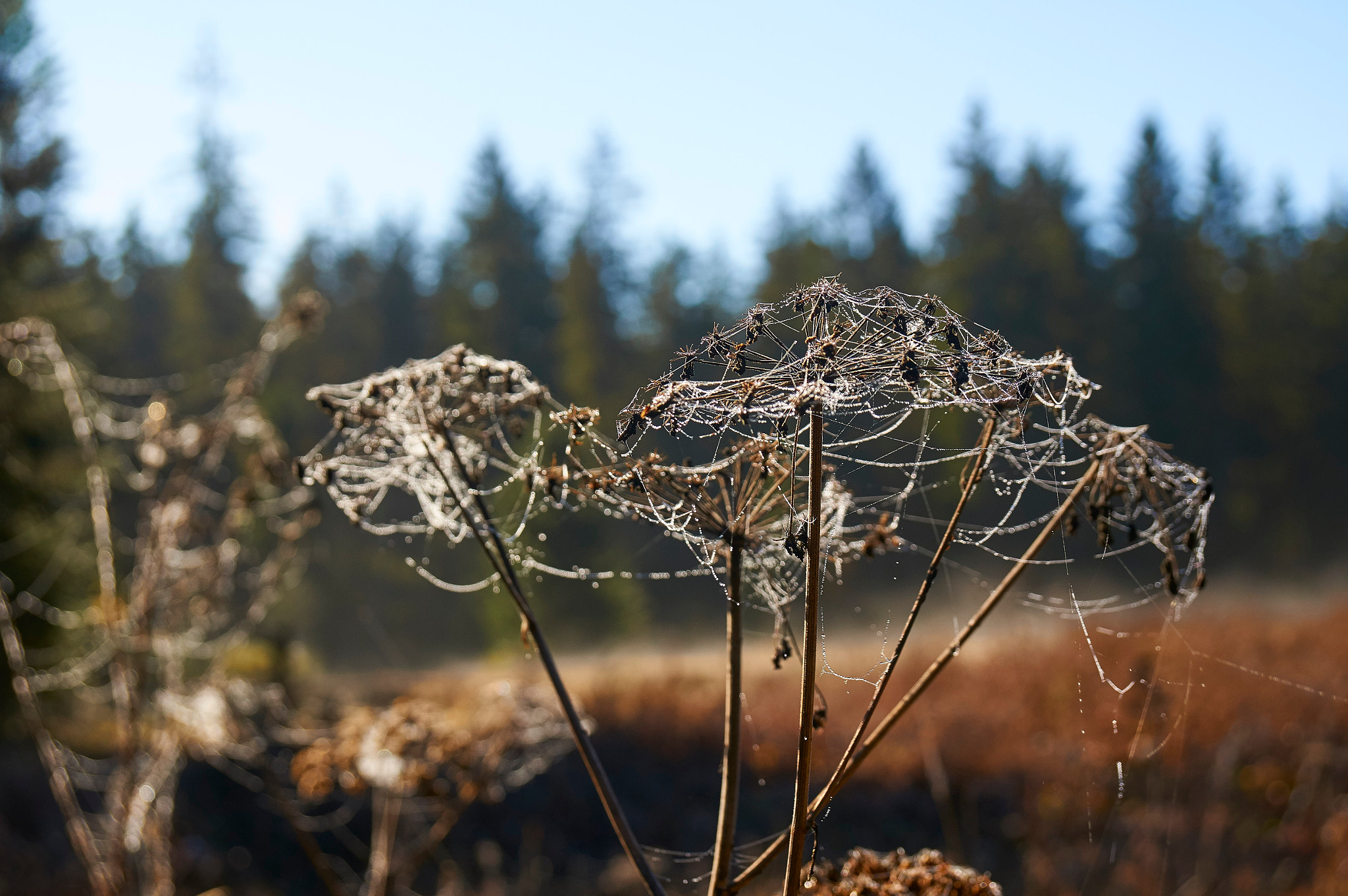 Sony Alpha NEX-6 + Sony Vario-Tessar T* E 16-70mm F4 ZA OSS sample photo