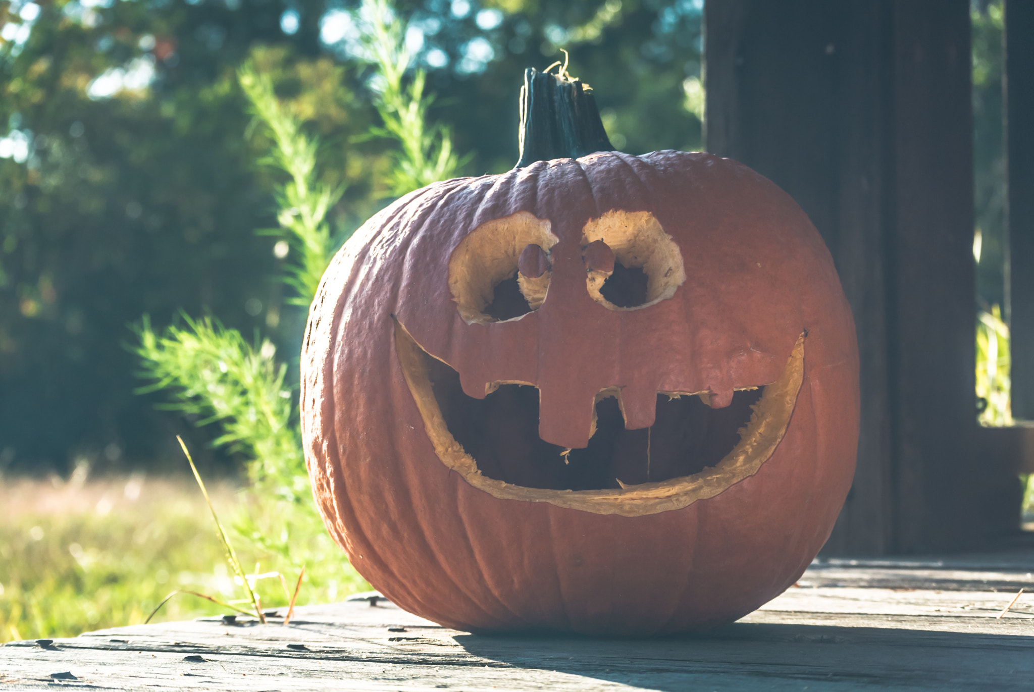Nikon 1 Nikkor VR 30-110mm F3.8-5.6 sample photo. Goodbye mr. pumpkin photography