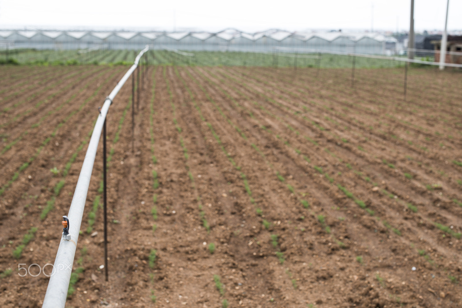 Nikon D800E sample photo. Agriculture watering tubes photography