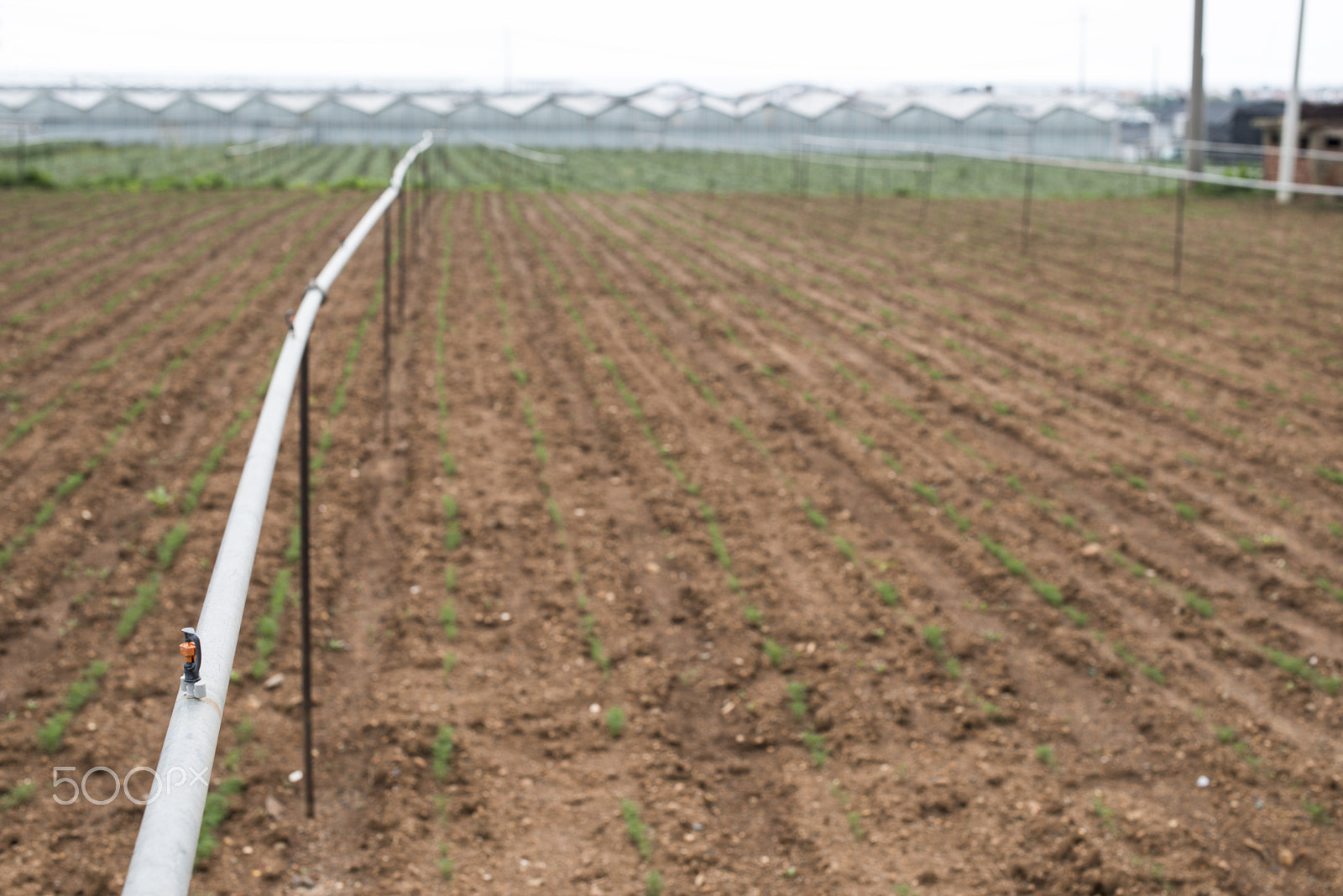Nikon D800E + Nikon AF-S Nikkor 50mm F1.4G sample photo. Agriculture watering tubes photography