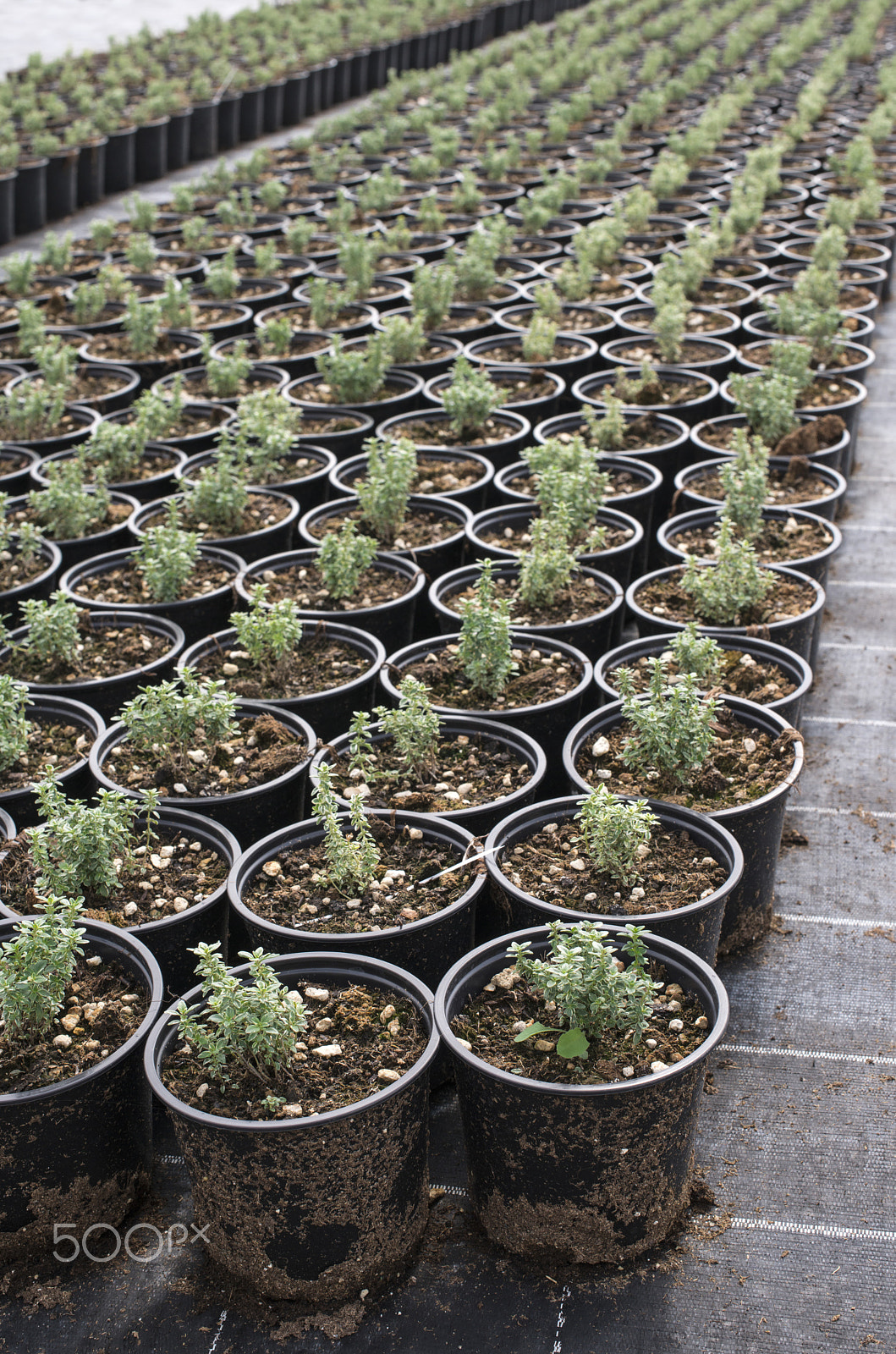 Nikon D800E + Nikon AF-S Nikkor 50mm F1.4G sample photo. Thyme in pots photography