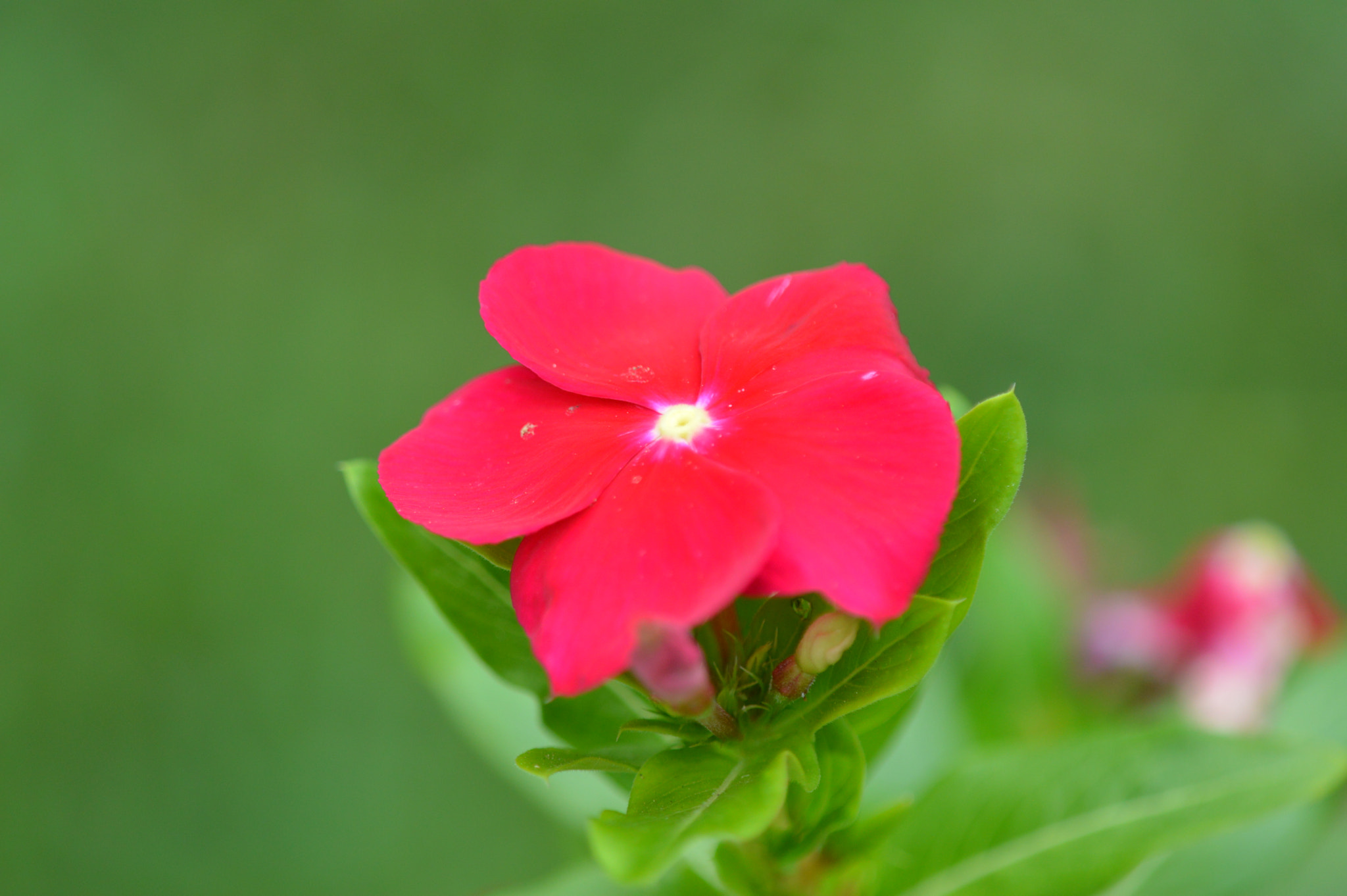 Nikon D3200 + Tamron SP AF 180mm F3.5 Di LD (IF) Macro sample photo. Flower photography