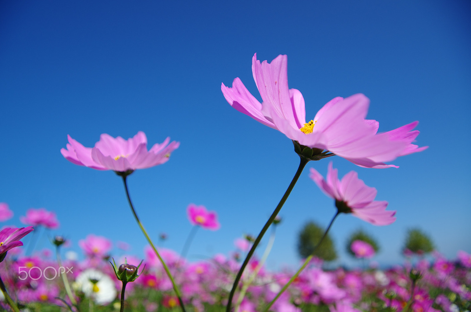 Pentax smc DA 16-45mm F4 ED AL sample photo. Pink fantasy photography