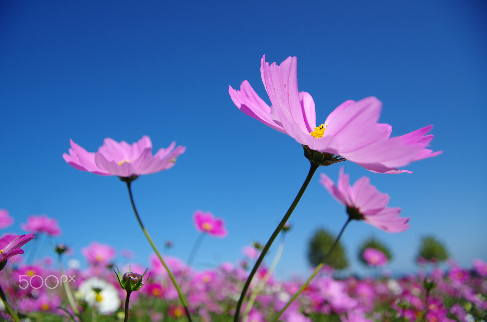 Pentax K-5 IIs + Pentax smc DA 16-45mm F4 ED AL sample photo. Pink fantasy photography