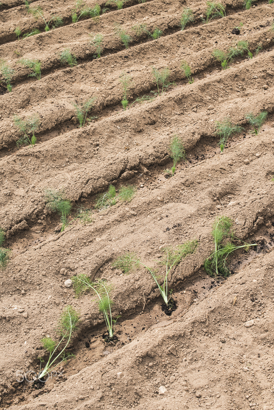 Nikon D800E + Nikon AF-S Nikkor 50mm F1.4G sample photo. Field planted with dill photography