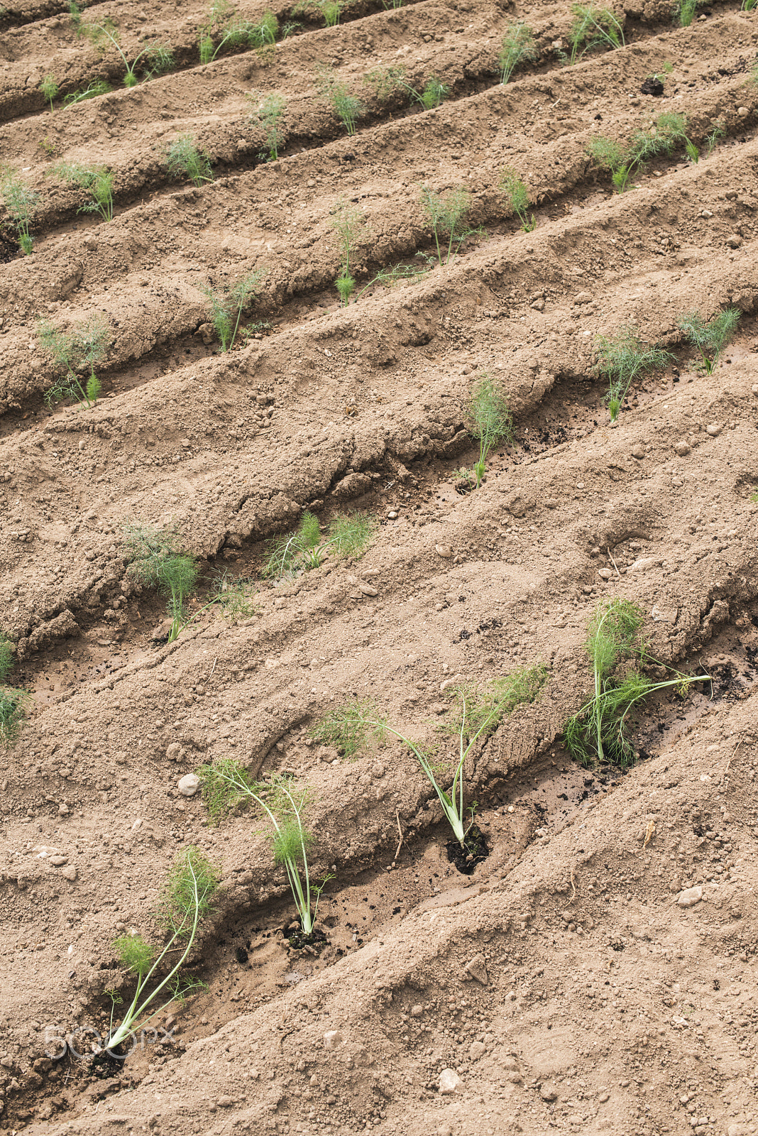 Nikon D800E sample photo. Field planted with dill photography