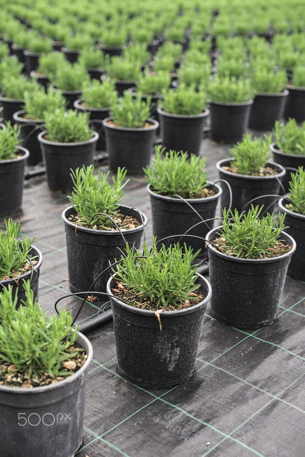 Nikon D800E sample photo. Rosemary in a pot photography