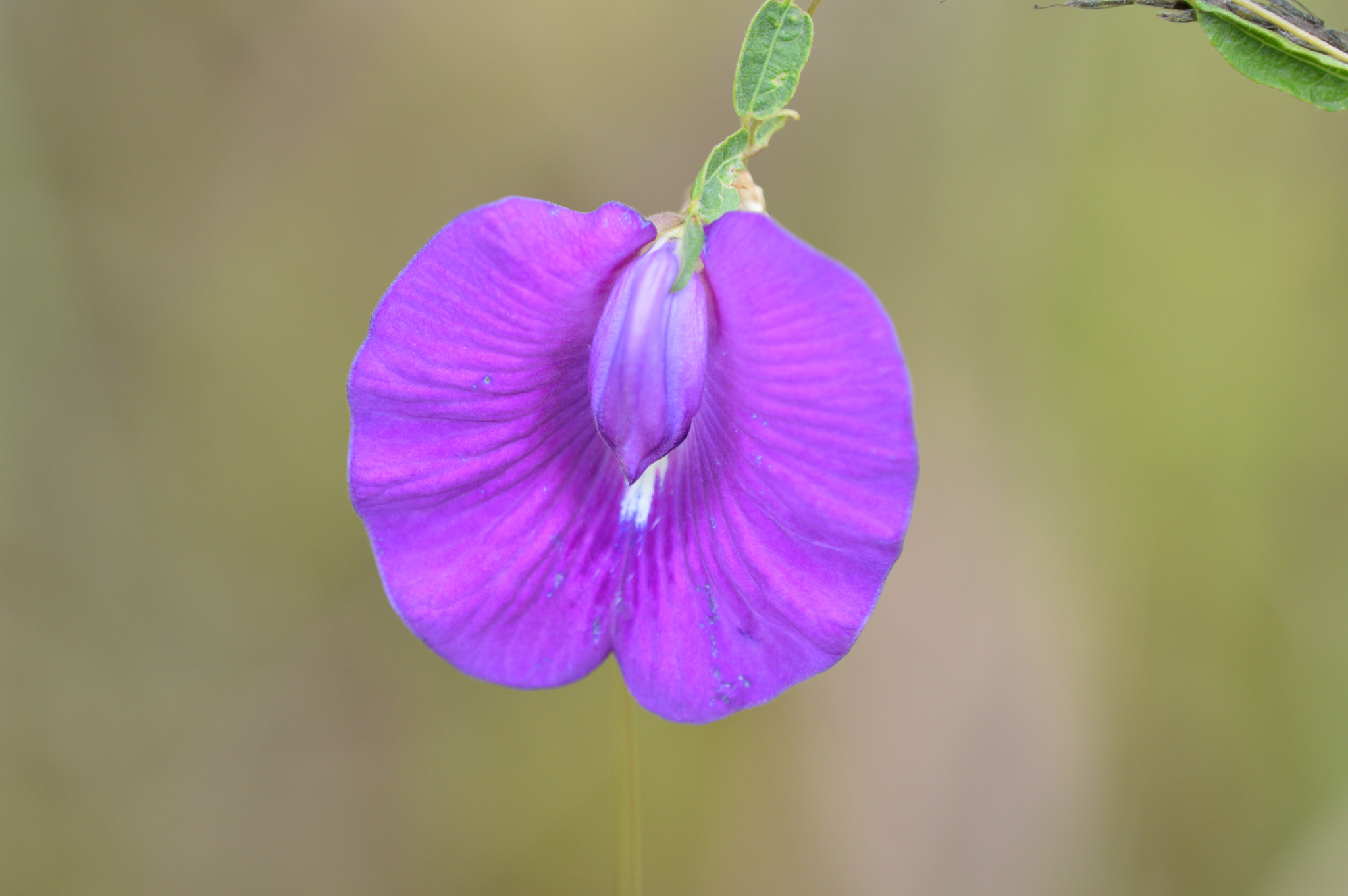 Tamron SP AF 180mm F3.5 Di LD (IF) Macro sample photo. Flower photography