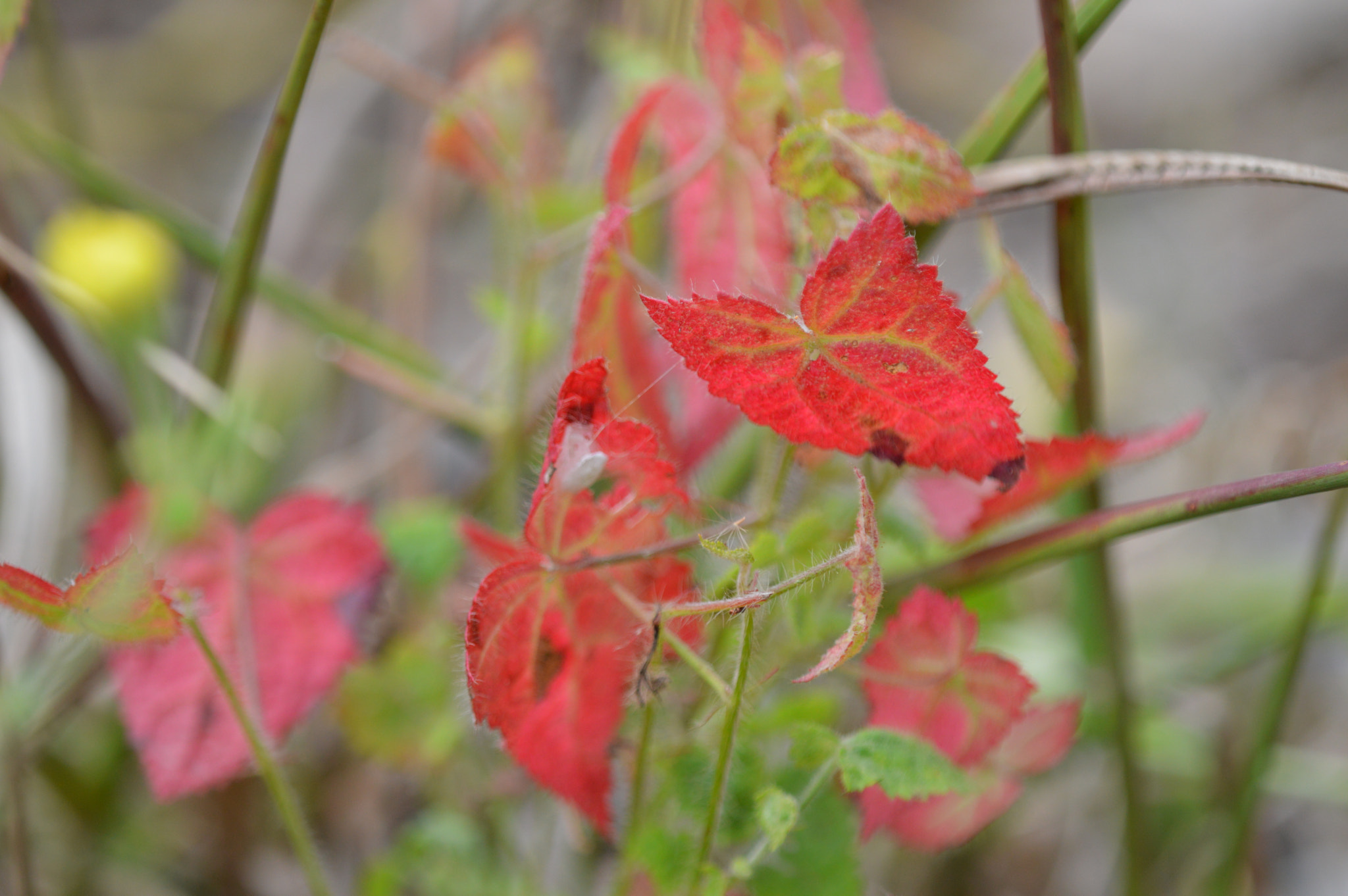 Nikon D3200 + Tamron SP AF 180mm F3.5 Di LD (IF) Macro sample photo. Beautiful leaves photography