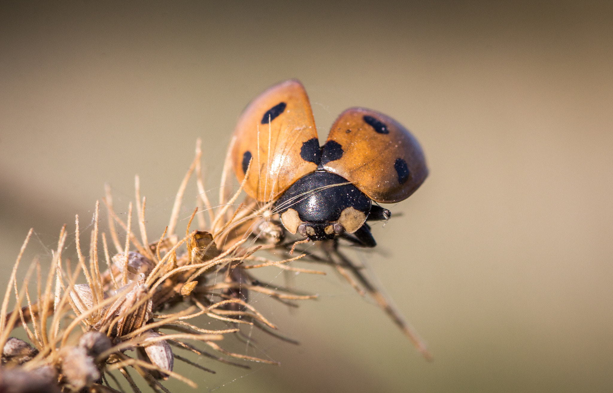 Canon EOS 650D (EOS Rebel T4i / EOS Kiss X6i) + Tamron SP AF 90mm F2.8 Di Macro sample photo. Ladybird sun-kissed photography