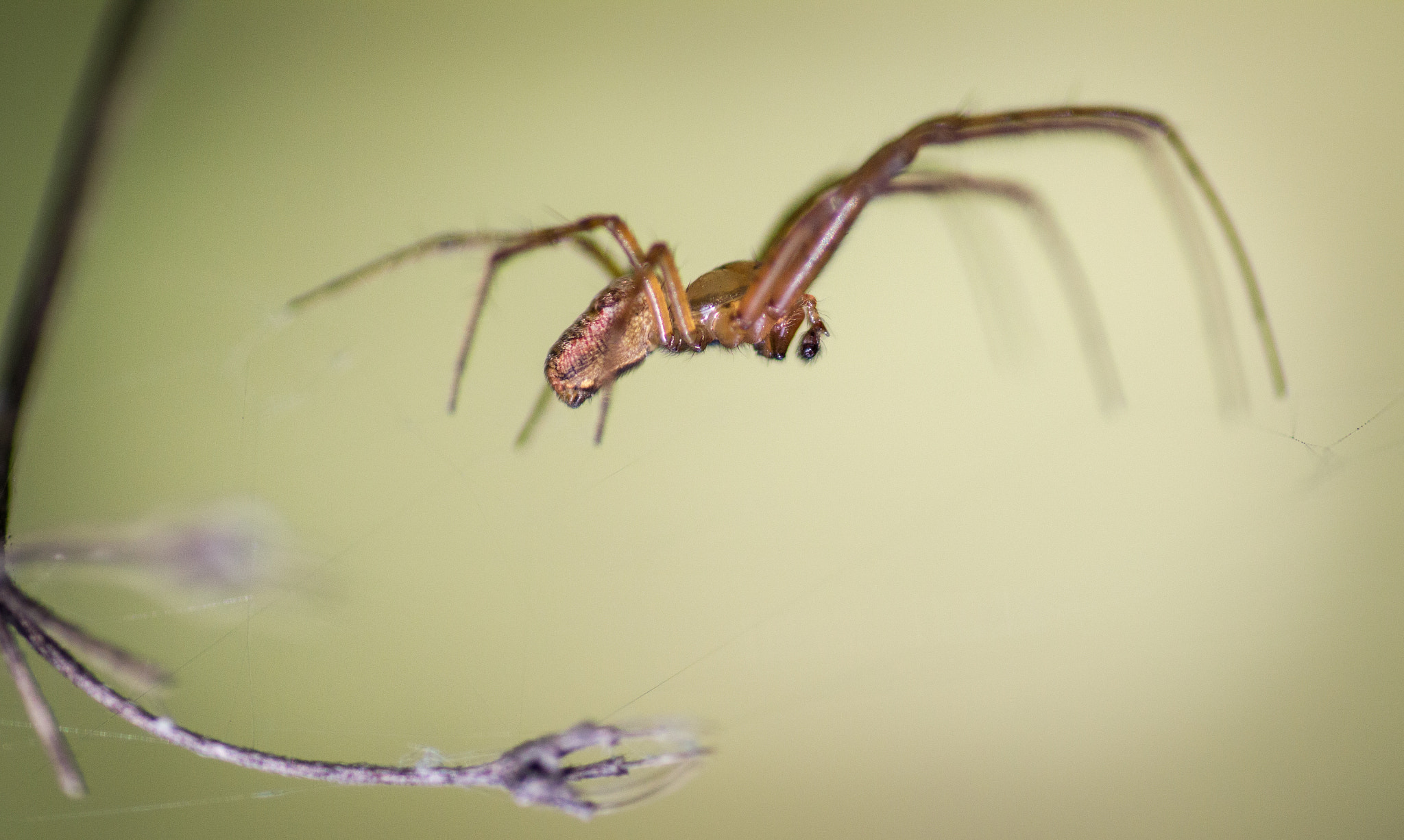 Tamron SP AF 90mm F2.8 Di Macro sample photo. Suspended spider in the web photography