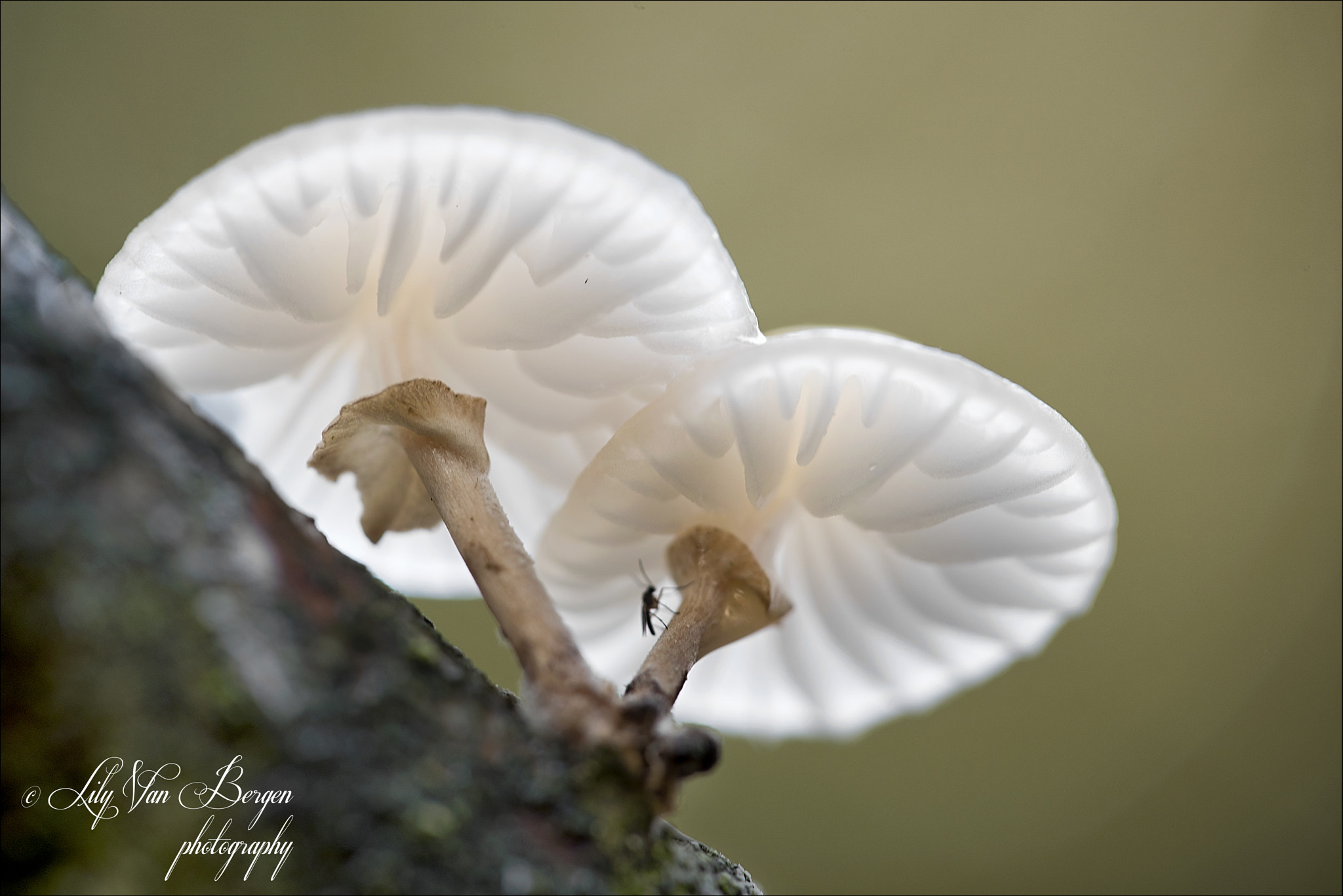 Sigma 150mm F2.8 EX DG Macro HSM sample photo. Climing up... photography