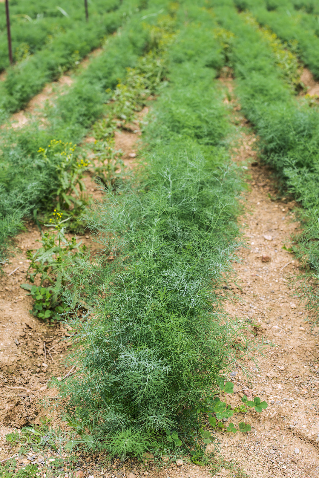 Nikon D800E sample photo. Field planted with dill photography