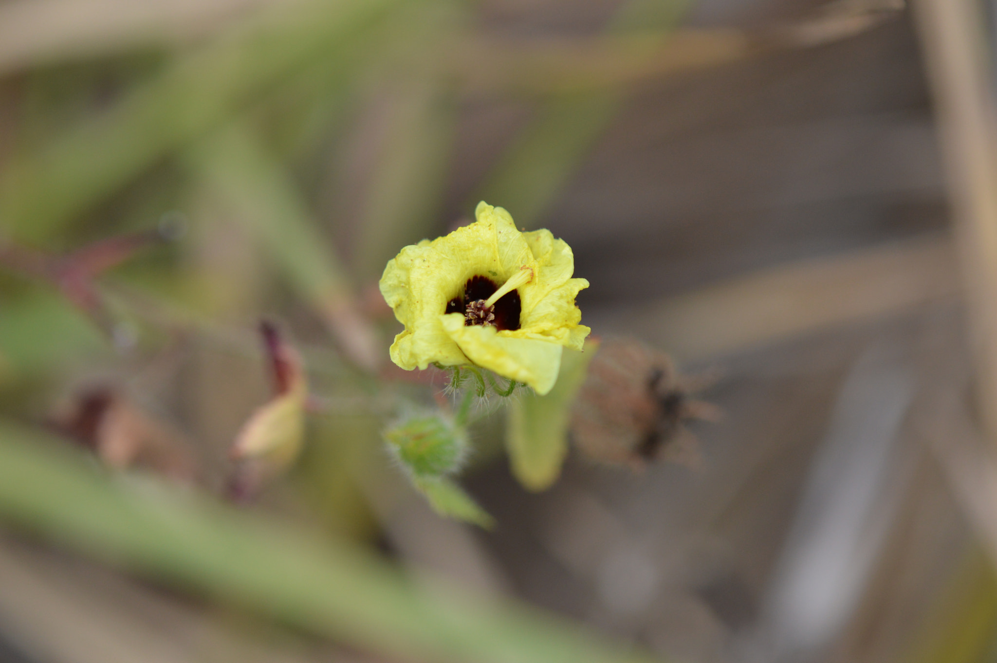 Tamron SP AF 180mm F3.5 Di LD (IF) Macro sample photo. Flower photography