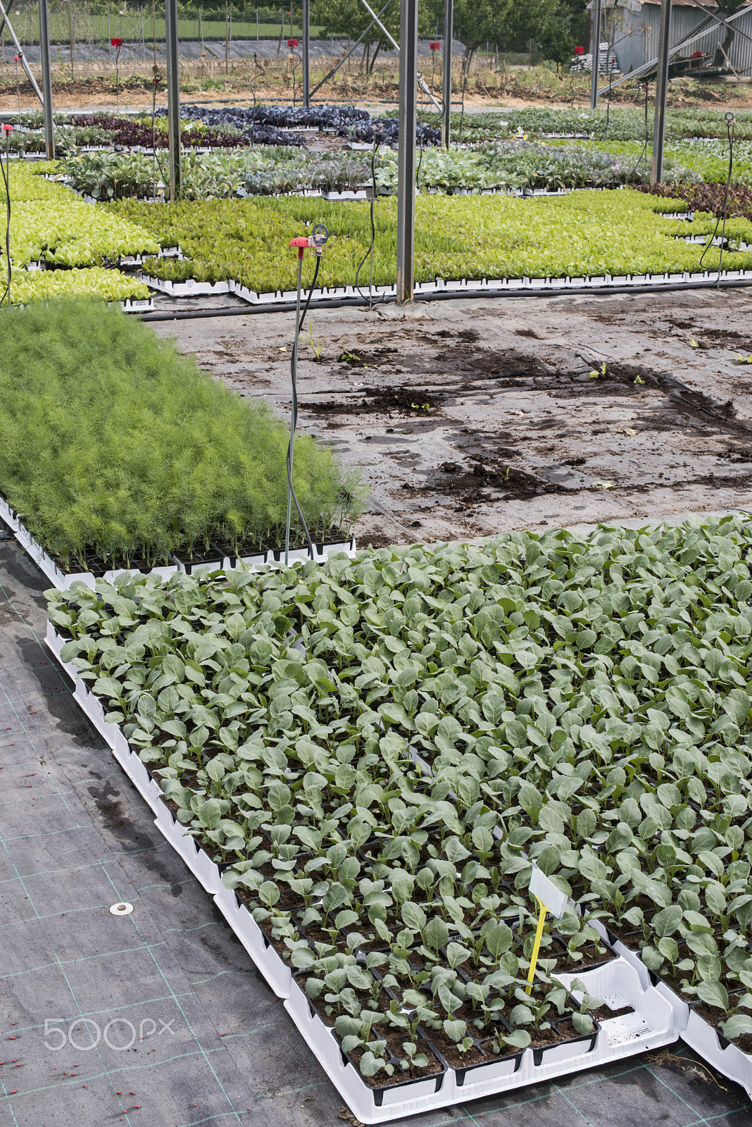 Nikon D800E + Nikon AF-S Nikkor 50mm F1.4G sample photo. Broccoli planting in greenhouse photography