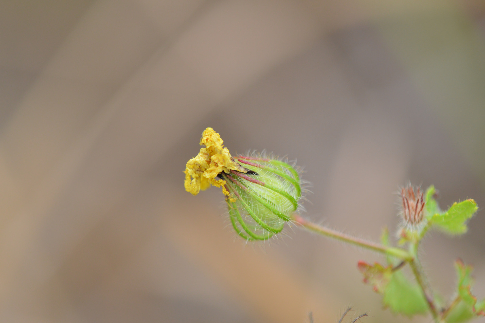 Tamron SP AF 180mm F3.5 Di LD (IF) Macro sample photo. Flower photography