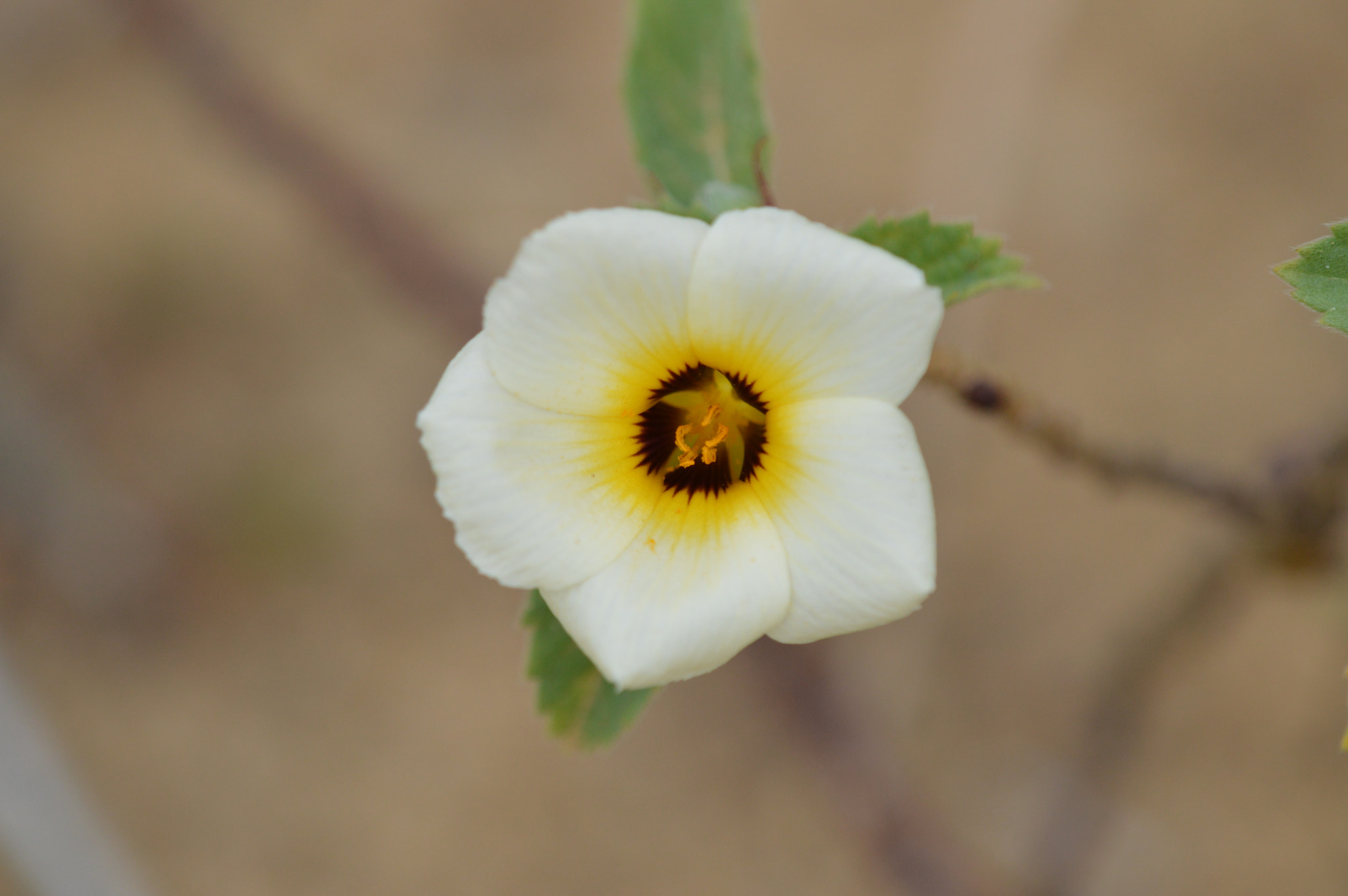 Tamron SP AF 180mm F3.5 Di LD (IF) Macro sample photo. Flower photography