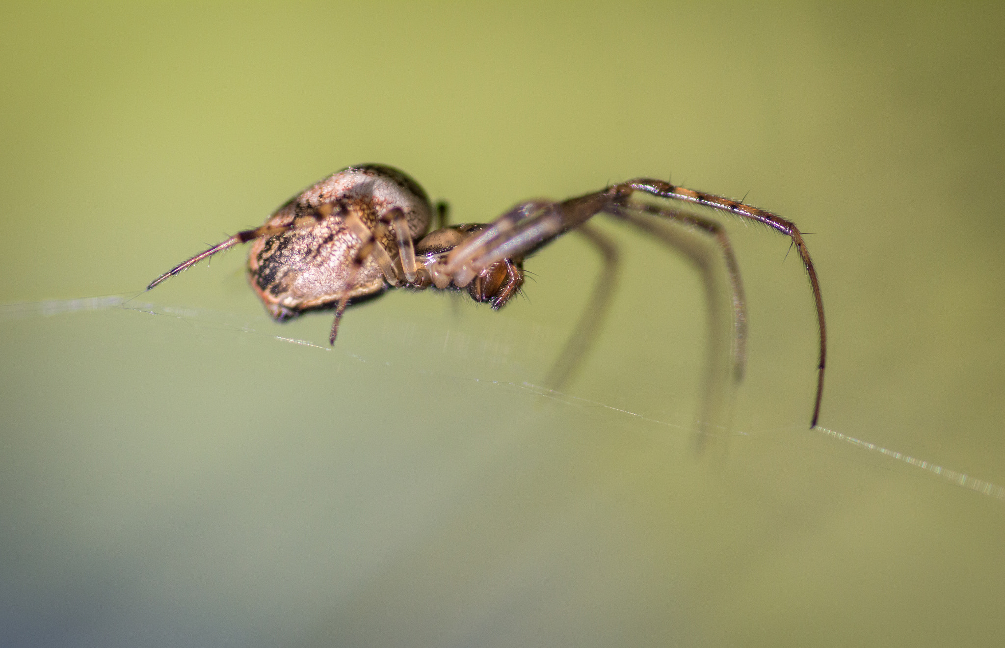 Canon EOS 650D (EOS Rebel T4i / EOS Kiss X6i) sample photo. Spider lurking photography