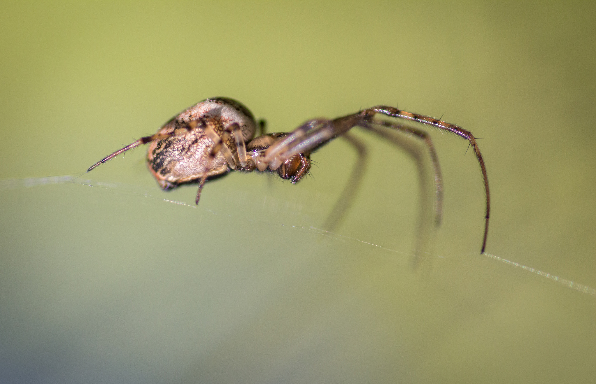 Canon EOS 650D (EOS Rebel T4i / EOS Kiss X6i) + Tamron SP AF 90mm F2.8 Di Macro sample photo. Spider lurking photography