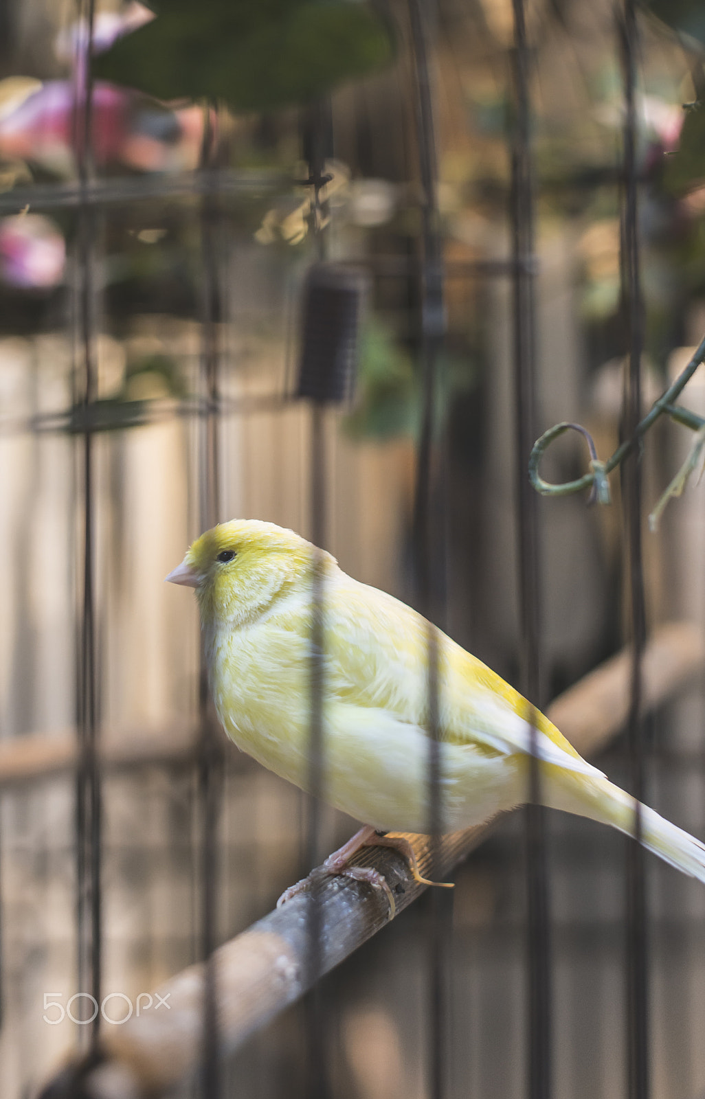 Nikon D800E + Nikon AF-S Nikkor 50mm F1.4G sample photo. Bird in a cage photography