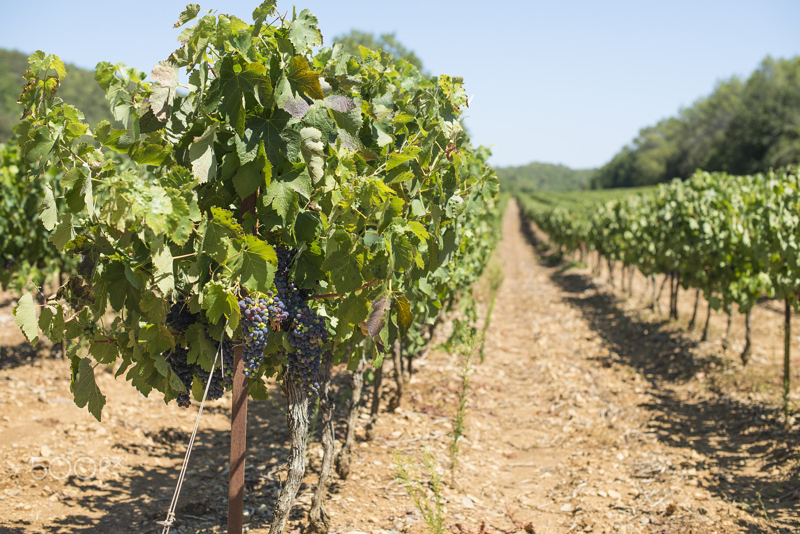 Nikon D800E sample photo. Red wine grapes. photography