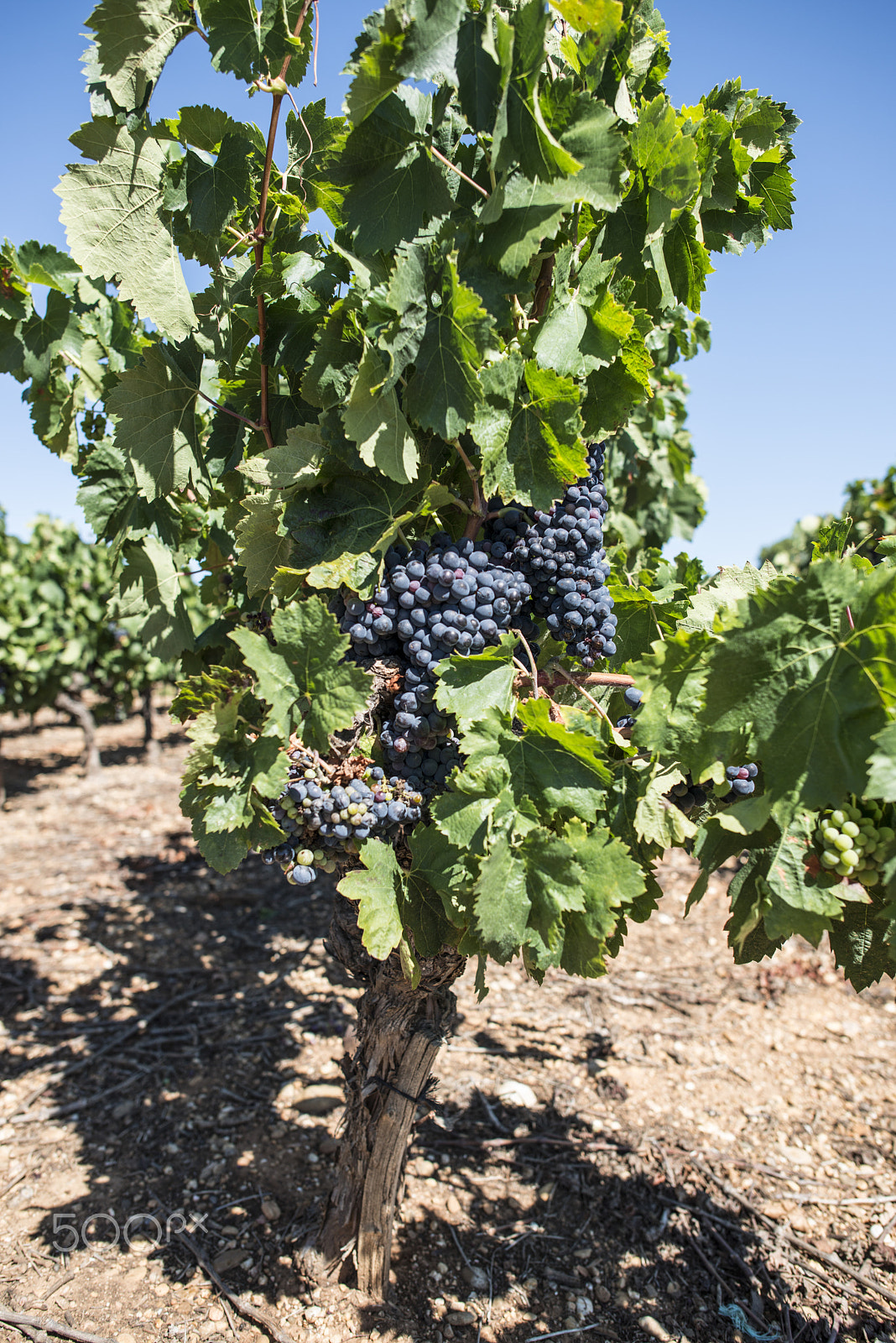 Nikon D800E sample photo. Red wine grapes. photography