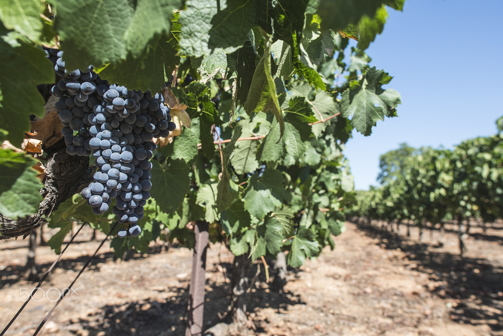 Nikon D800E sample photo. Red wine grapes. photography