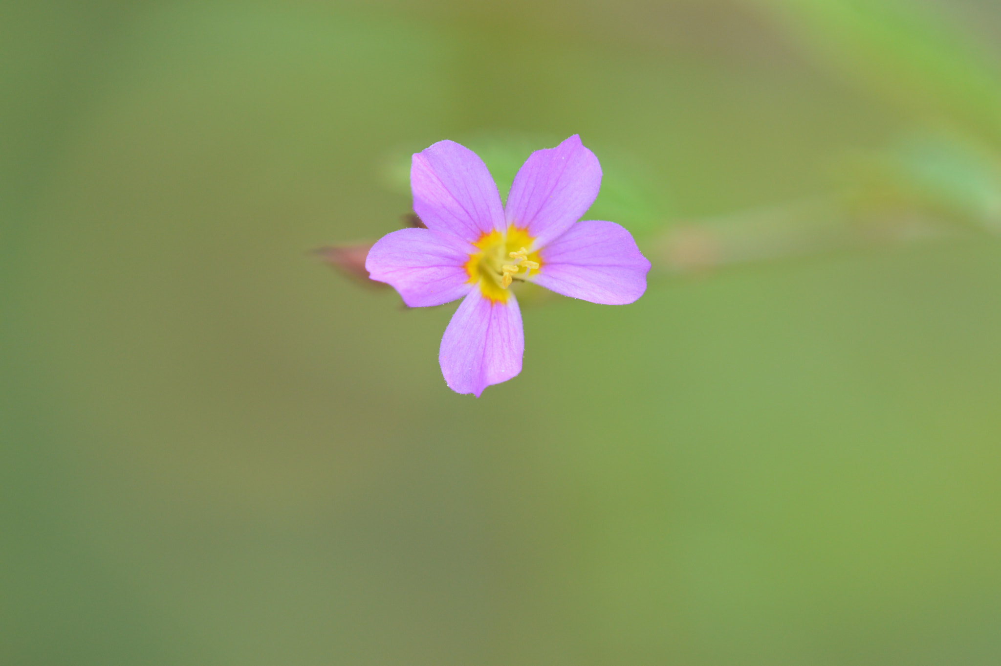 Nikon D3200 + Tamron SP AF 180mm F3.5 Di LD (IF) Macro sample photo. Flower photography